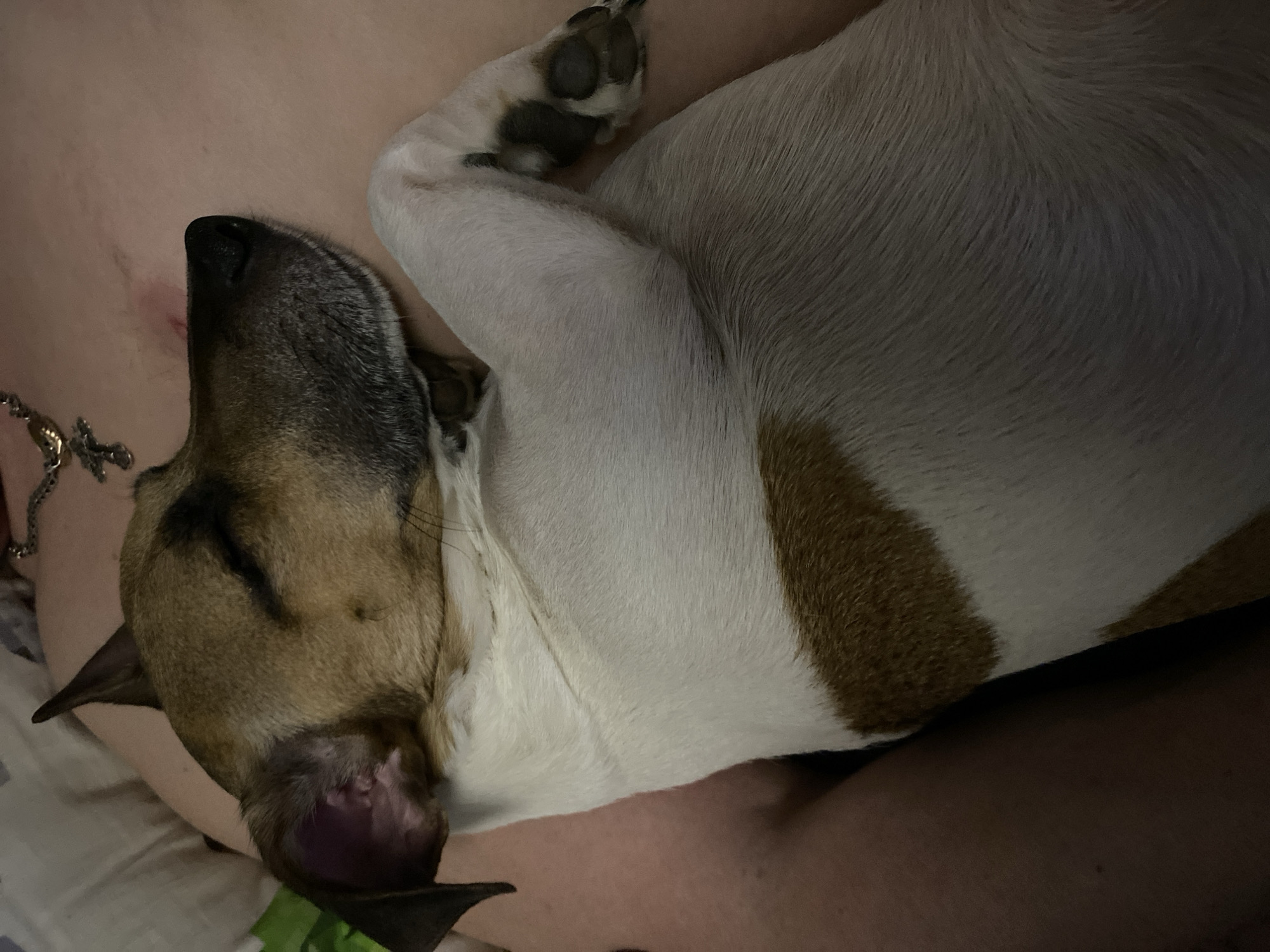 A dog is curled up, resting its head on a person's chest. The dog has a white body with brown patches, and a brown and black head. Its eyes are closed, and its paws are tucked in close to its body. A chain necklace is visible on the person's chest. The background is blurred. The scene appears to be indoors, possibly in a bed. The city of Noviy, Russia, is not represented in the image.