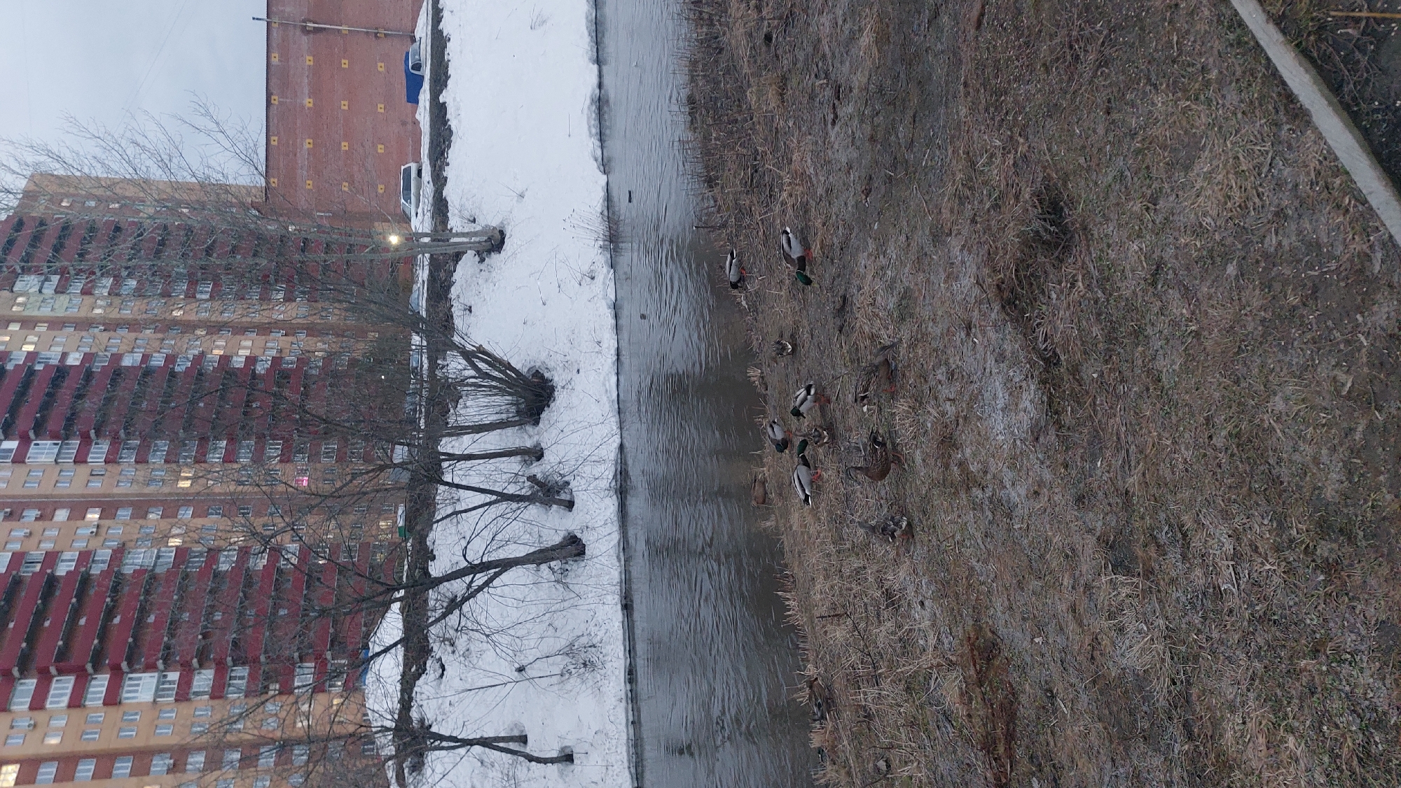 The image shows an urban scene in Novosibirsk, Russia. A body of water, likely a river or canal, separates a snowy bank with trees on the left from a grassy bank with ducks on the right. The ducks are of varying sizes and colors, suggesting a mixed group of mallards. A tall apartment building stands in the background, its brick facade adding to the urban landscape. A brick building of some sort is perpendicular to the apartment building. The sky is overcast, contributing to the overall muted color palette of the scene.
