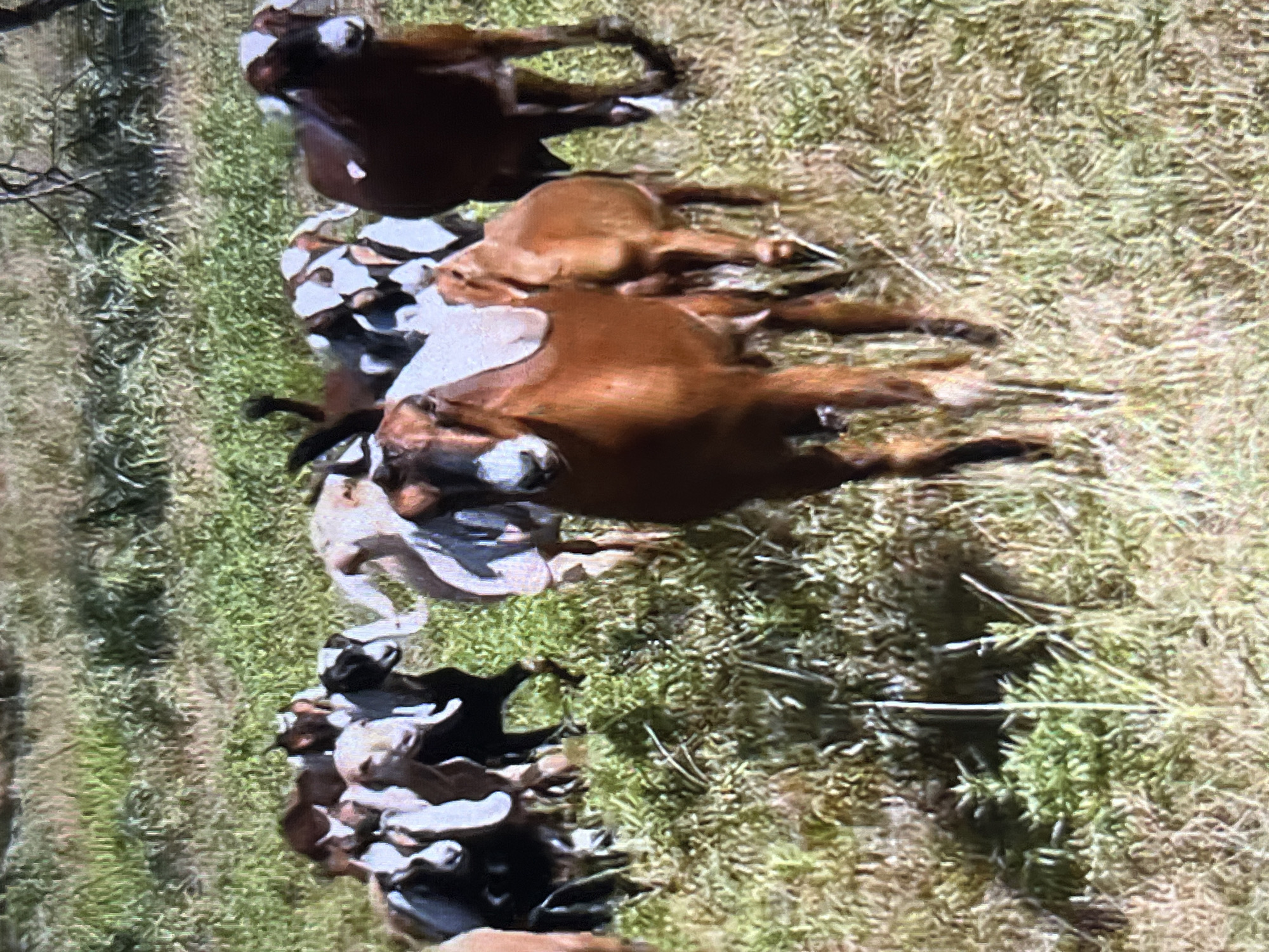 The image shows a line of goats in a grassy field. The goats are a mix of brown, white, and black. They appear to be resting. The location is Tinaquillo, Venezuela. A tree branch is visible in the background.