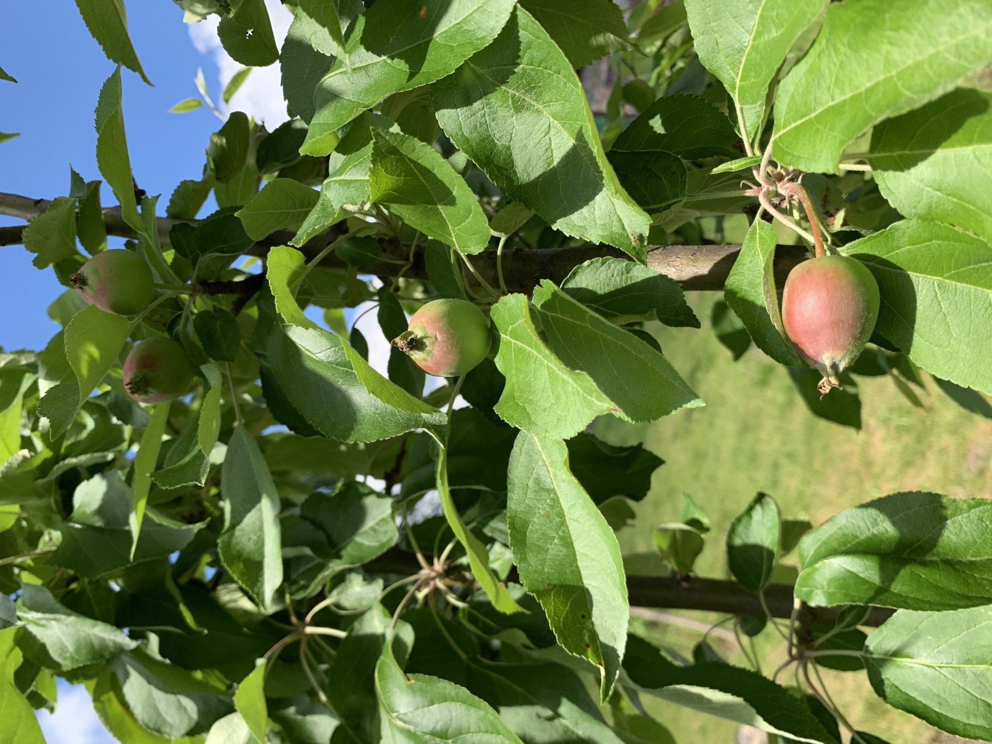 The image shows a close-up of a young apple tree with several small, unripe apples and abundant green leaves. The tree is in the natural environment, likely outdoors, with a hint of blue sky and green grass in the background. There are no people or animals visible in the image. The focus is on the fruit and foliage of the tree. The location within Блеўчыцкі сельскі Савет, Belarus, is an outdoor rural setting.
