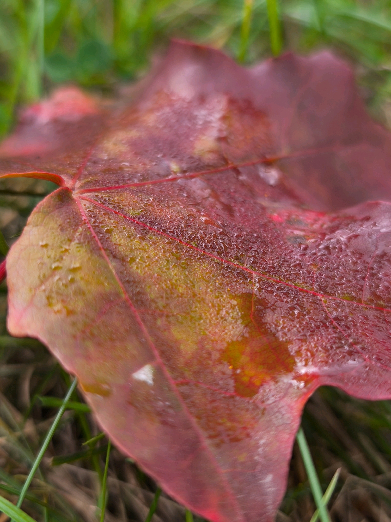 A close-up, low-angle shot captures a fallen red maple leaf, speckled with tiny water droplets, lying on damp green grass and brown organic matter. The leaf exhibits a gradient of colors, transitioning from deep red at the edges to yellow and orange hues in the center, with visible veins. The background is softly blurred, suggesting the presence of more grass and possibly other fallen leaves, creating a natural, outdoor setting. The image does not contain any people or indicate any specific location within the city of Mahilyow, Belarus.