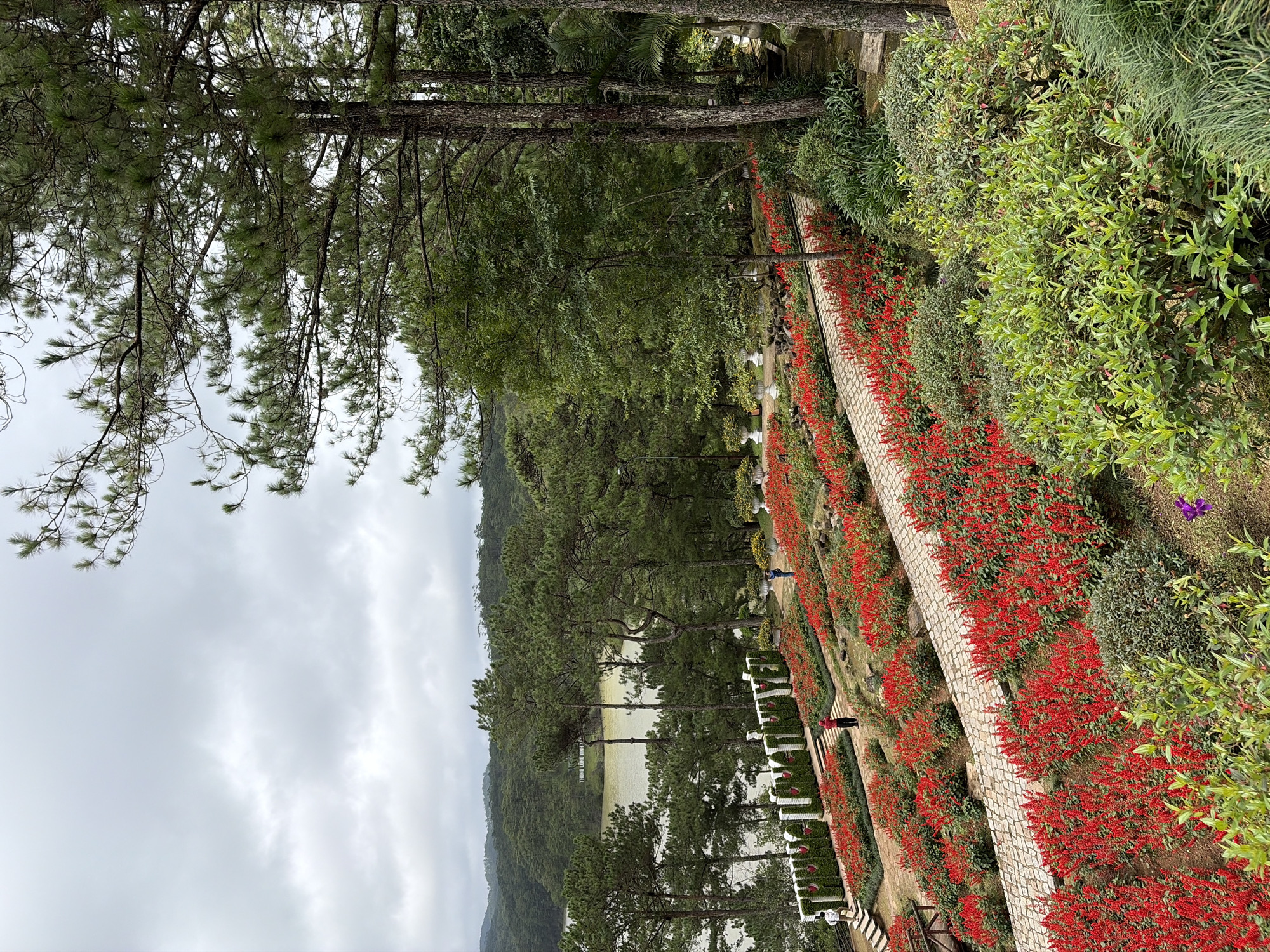 The image depicts a picturesque view of the Tuyen Lam Lake in Lâm Viên - Đà Lạt, Vietnam, with a beautifully landscaped garden in the foreground. The garden features rows of vibrant red salvia flowers cascading down a gentle slope, bordered by a stone pathway. Lush green bushes and trees provide a verdant contrast to the colorful blooms. In the background, the serene Tuyen Lam Lake is visible, surrounded by rolling hills covered in dense pine forests. A sign board with Vietnamese writing is placed on the hill across the lake. The sky is overcast, casting a soft, diffused light over the scene. Several individuals are present in the garden, some walking along the path and others admiring the flowers. The overall atmosphere is one of tranquility and natural beauty.