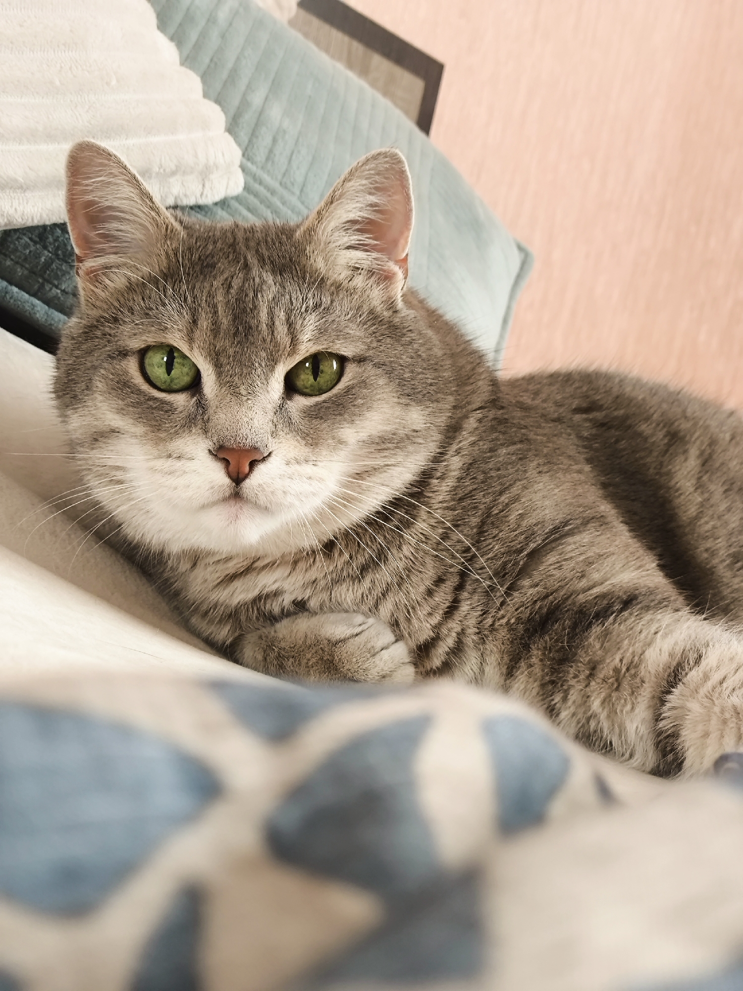 A gray tabby cat with bright green eyes is lying on a white surface, with pillows behind it. The pillow on the left is white and textured, and the pillow behind that is a light blue-green. The background wall is a soft pink. In the foreground, there is a blurred surface with a blue and white pattern. The cat is looking directly at the camera.