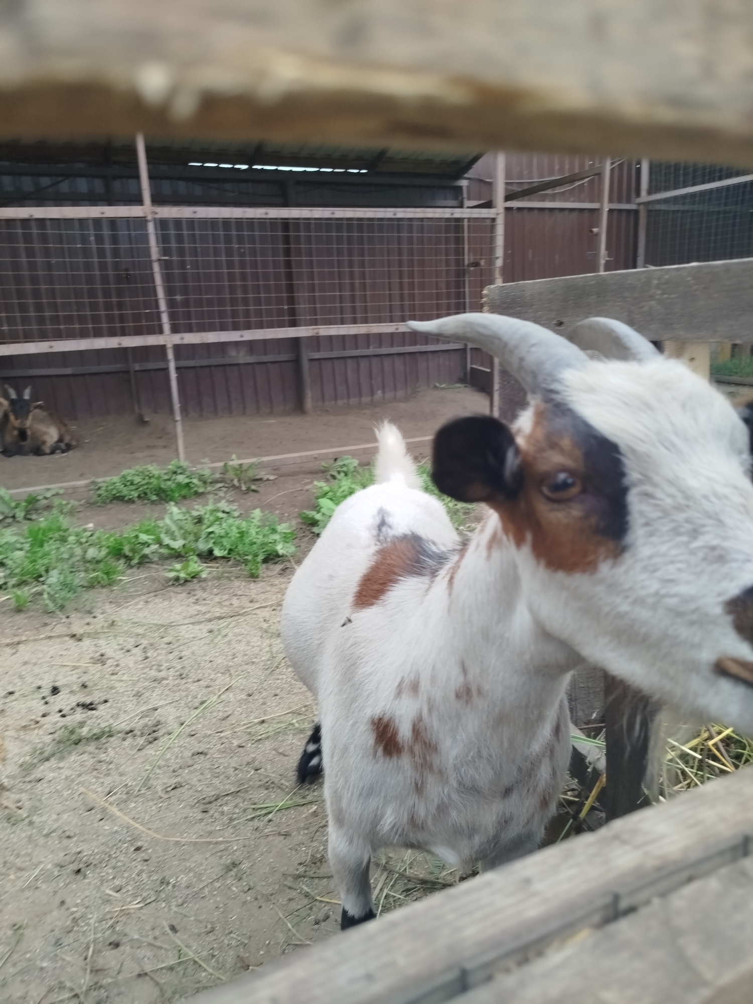 A goat with white and brown patches stands in an enclosure. The goat's head is turned towards the right of the frame, showing its brown eye, black ear, and curved grey horns. In the background, another goat lies down, and a fence with a metal mesh and wooden planks encloses the area. The ground is covered with dirt and some scattered grass. The scene appears to be in an outdoor animal enclosure, possibly at a farm or zoo, in the city of Kemerovo, Russia.