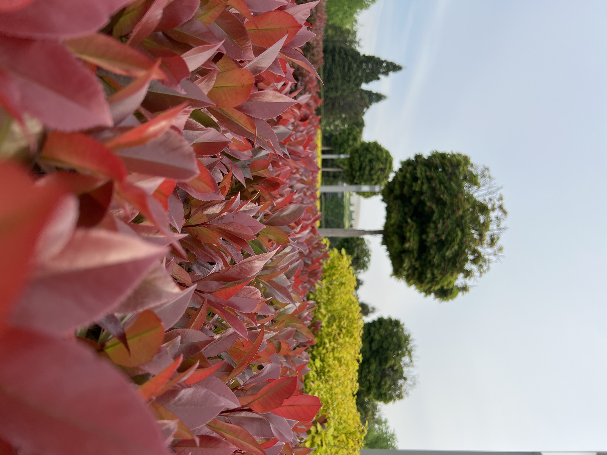 The image depicts a close-up view of a vibrant landscape. In the foreground, there is a dense hedge of plants with red leaves. Adjacent to the red-leaved plants is another hedge of plants with yellow leaves. Further back, there are trees with rounded, green canopies, possibly topiaries. In the distance, there are taller, coniferous trees against a pale sky.
The metadata suggests the location is Krasnodar, Russia. However, without additional information, I cannot definitively confirm the exact location within Krasnodar.