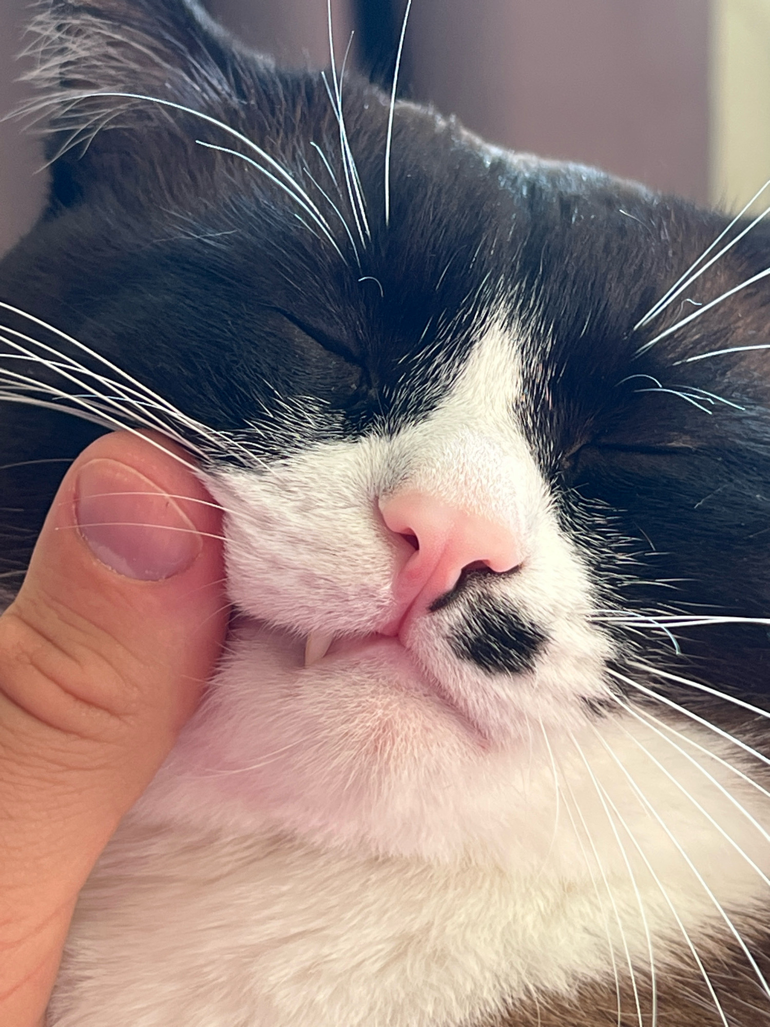 A close-up, eye-level, indoor shot shows a black and white tuxedo cat's face. The cat's eyes are closed, and its fur is mostly white around its muzzle and neck, with black markings on its head and ears. Its pink nose has a small black spot on the right side. Two small fangs are visible on the lower jaw. A person's thumb and index finger, with a pale complexion and neatly trimmed fingernails, are gently pinching the fur near the cat's cheek, just below its whiskers. The background is a blurry, neutral tone. The location is not identifiable.
