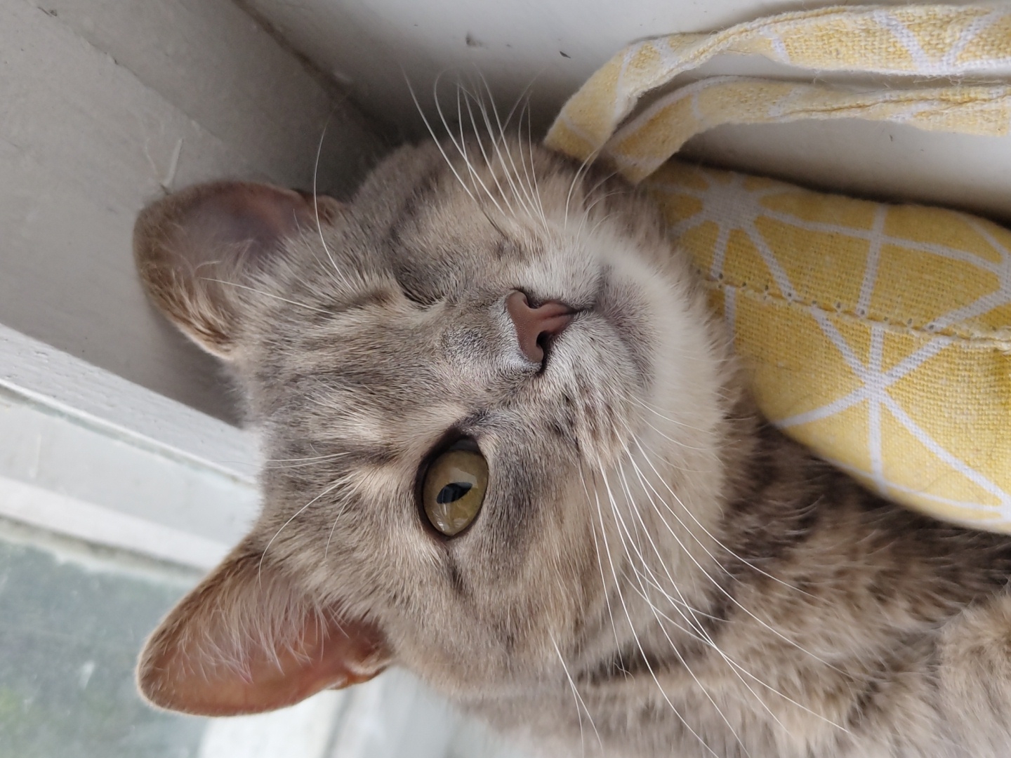 A close-up shot captures a gray tabby cat resting its head on a yellow and white patterned pillow. The cat's fur is a mix of gray and brown with subtle stripes. Its left eye, a greenish-yellow, is wide open and focused, while its right eye is partially closed, giving it a sleepy or winking appearance. The cat's pink nose is prominent, and its white whiskers fan out from its muzzle. The pillow has a geometric pattern of white lines forming diamond shapes on a yellow background, and two yellow fabric ties are visible at the bottom of the frame. The background shows a white windowsill and a blurred outdoor scene, suggesting the cat is indoors near a window. The lighting is natural, casting soft shadows and highlighting the texture of the cat's fur. The overall impression is one of comfort and relaxation.