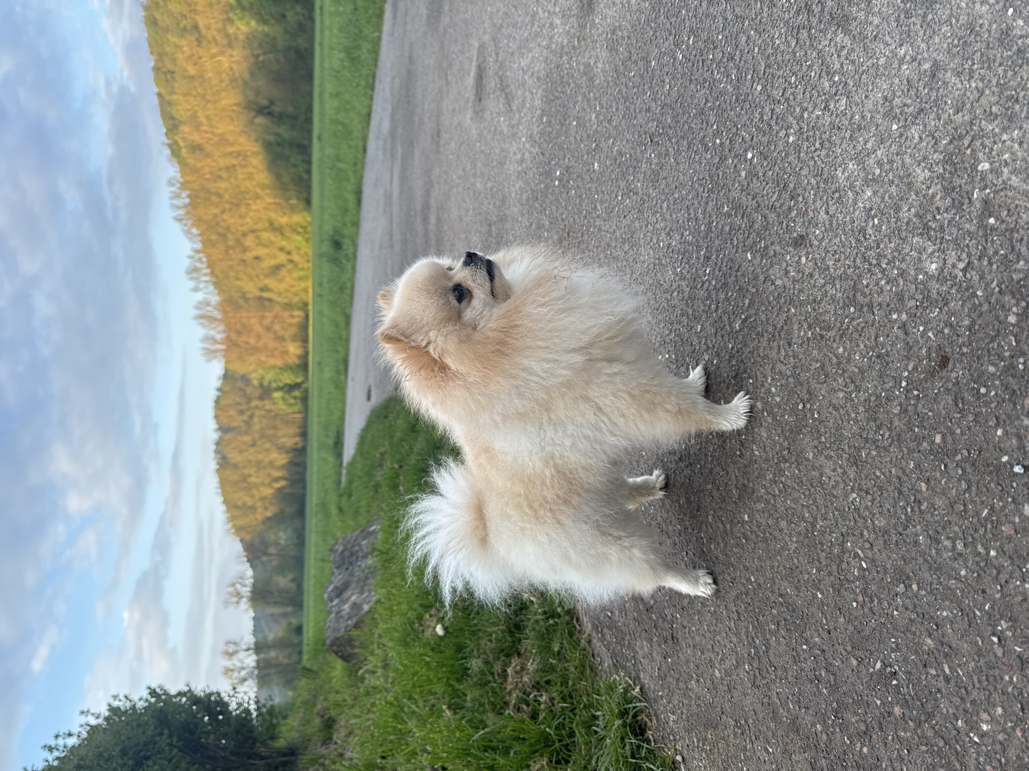 A fluffy, light-colored dog, resembling a Pomeranian, stands attentively on a textured asphalt path in an outdoor setting in Bietigheim-Bissingen, Germany. The dog, with creamy-colored fur and a distinctive bushy tail curled over its back, is positioned towards the center-right of the frame, looking upwards and slightly to its left with dark, inquisitive eyes.
To the left of the asphalt path, there is a strip of vibrant green grass, with a dark, irregularly shaped rock partially visible within it. The background features a line of trees, their leaves illuminated with a warm, golden light, suggesting either autumn foliage or the soft glow of early morning or late afternoon. Beyond these trees, a lighter, hazy landscape of more distant trees and hills extends towards the horizon under a soft, cloudy sky, predominantly blue and white. The asphalt path is dark gray with visible aggregate. The overall atmosphere is peaceful, with the dog appearing curious or focused on something above. There is no visible text in the image.