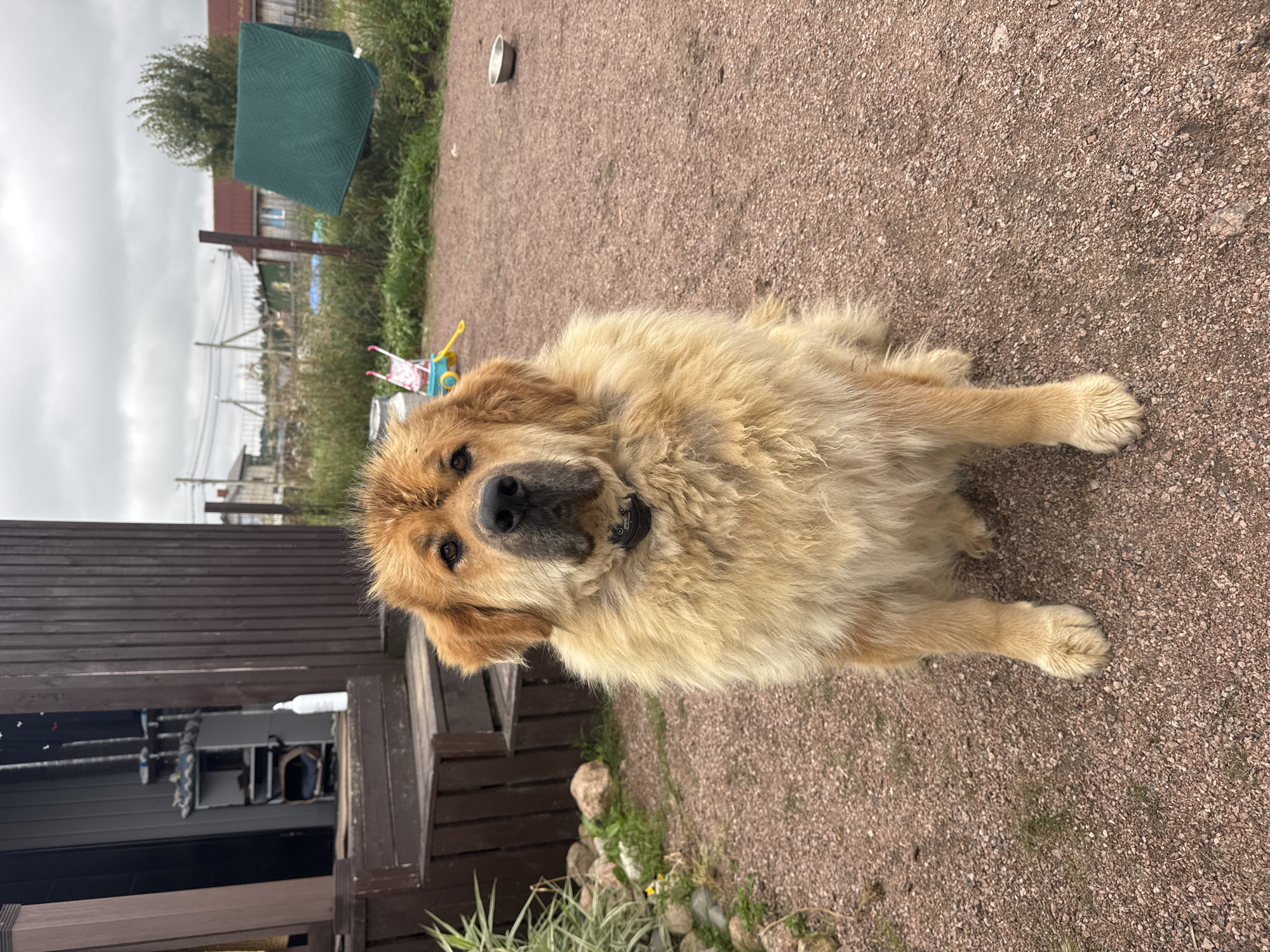 A large, fluffy, golden-colored dog with dark eyes and a black nose sits facing the camera on a gravel surface. The dog is wearing a black collar with a small tag. Behind the dog, to the left, is a wooden structure with stairs leading up to a porch. Further in the background, there are several houses, some with red roofs, and a green blanket hanging on a clothesline. The sky is overcast. The scene appears to be a residential area in Kempelevo, Russia, likely a yard or a rural property.