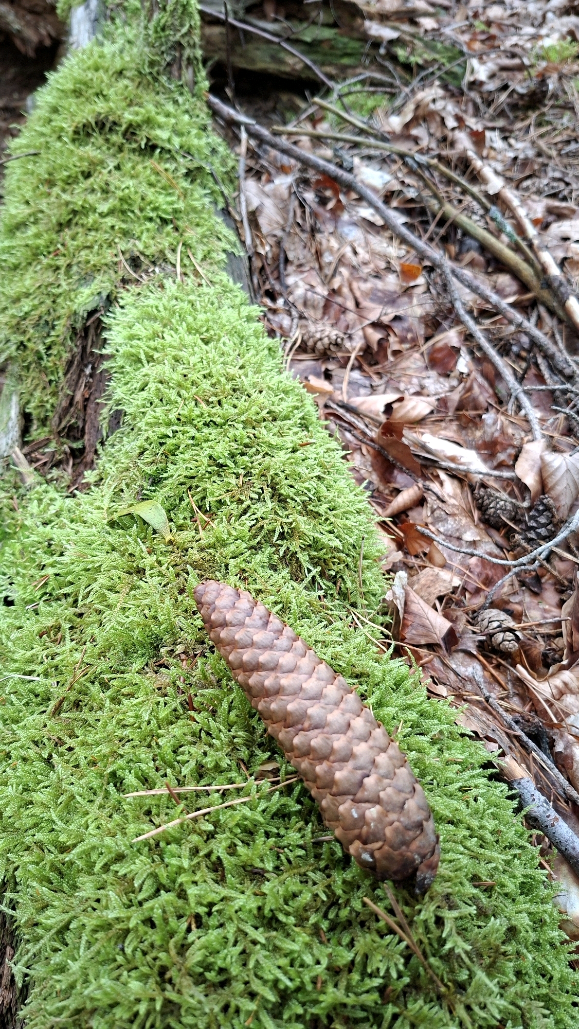 A single, mature pine cone lies on a thick carpet of vibrant green moss that covers a fallen log. The log is situated in a forest floor environment, indicated by the presence of dry leaves, twigs, and other pine cones scattered in the background. The lighting suggests an overcast or shaded condition, creating soft shadows. The image was taken in Winkelhaid, Germany.