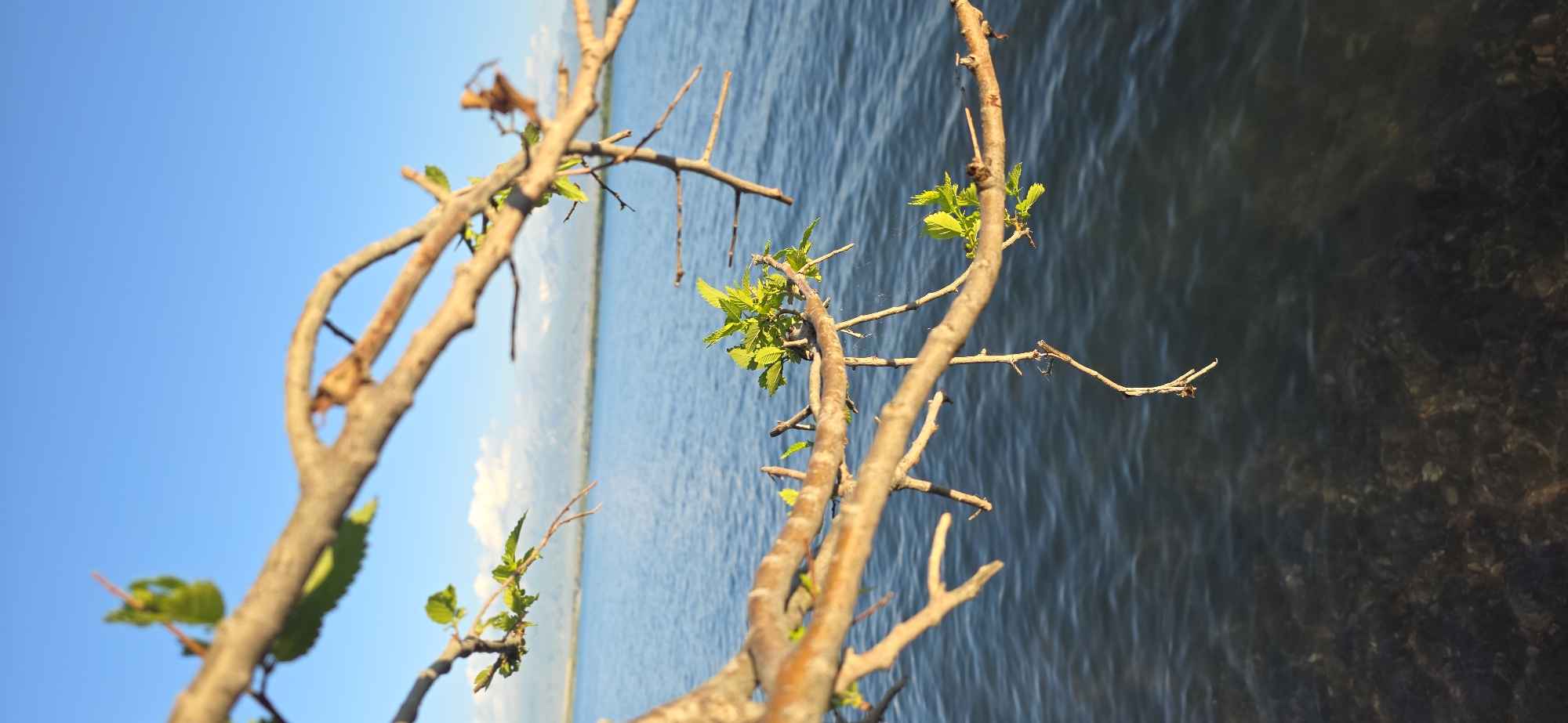 The image captures a close-up view of tree branches with fresh green leaves in the foreground, set against a backdrop of a calm, blue body of water. In the distance, hazy mountains and white clouds are visible under a clear blue sky. The scene appears to be a tranquil natural setting, likely near the shores of Lake Issyk-Kul in Kyrgyzstan, known for its stunning mountain scenery and vast lake. There are no people or specific actions depicted, focusing solely on the natural elements and the serene environment.
