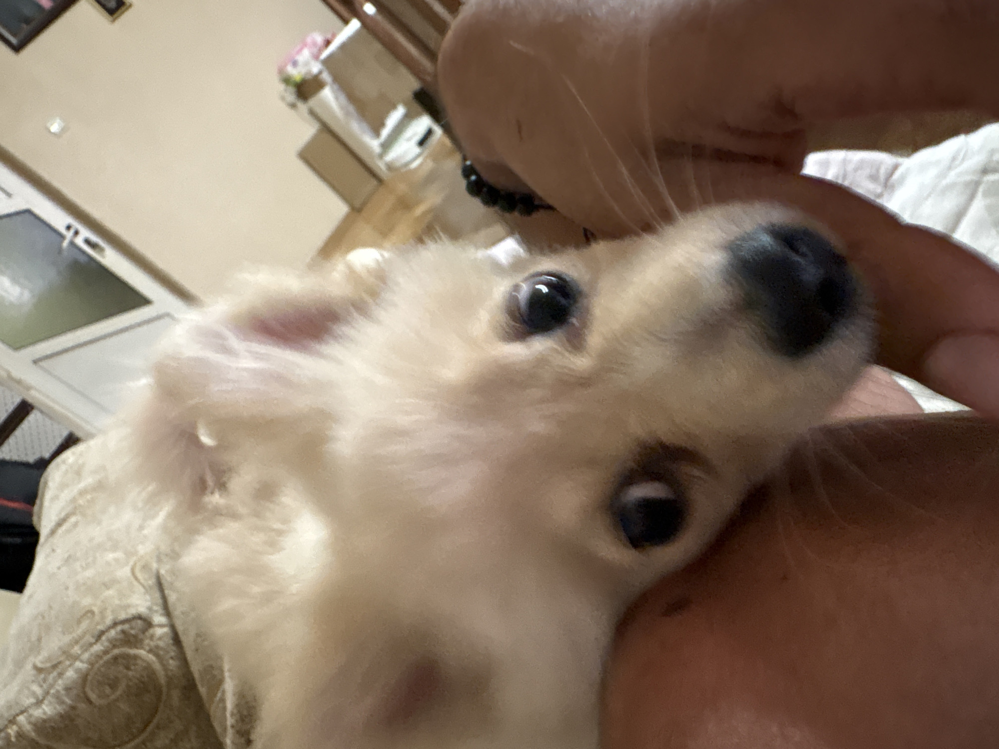 A close-up, slightly blurry, indoor photograph shows a light-colored Pomeranian dog resting on what appears to be a person's legs. The dog's face is the primary subject, with its dark eyes and black nose clearly visible. The background is out of focus but suggests a domestic setting with furniture and what might be a door or window. The image quality is not high enough to identify specific locations within the city of Tankovo, Bulgaria.