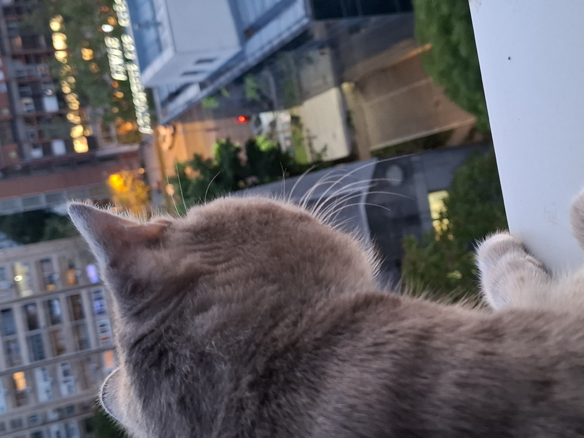 A medium shot shows the back of a light brown cat's head and part of its shoulder, looking out over a cityscape. The cat is in the foreground on the right side of the image. The cat's fur is short and dense, with slightly longer whiskers. In the background, buildings of varying heights are visible. Some buildings have lit windows, suggesting it may be dusk or evening. There is a mix of modern high-rises and older structures. There is some greenery visible among the buildings. The location is identified as Novi Sad, Serbia.