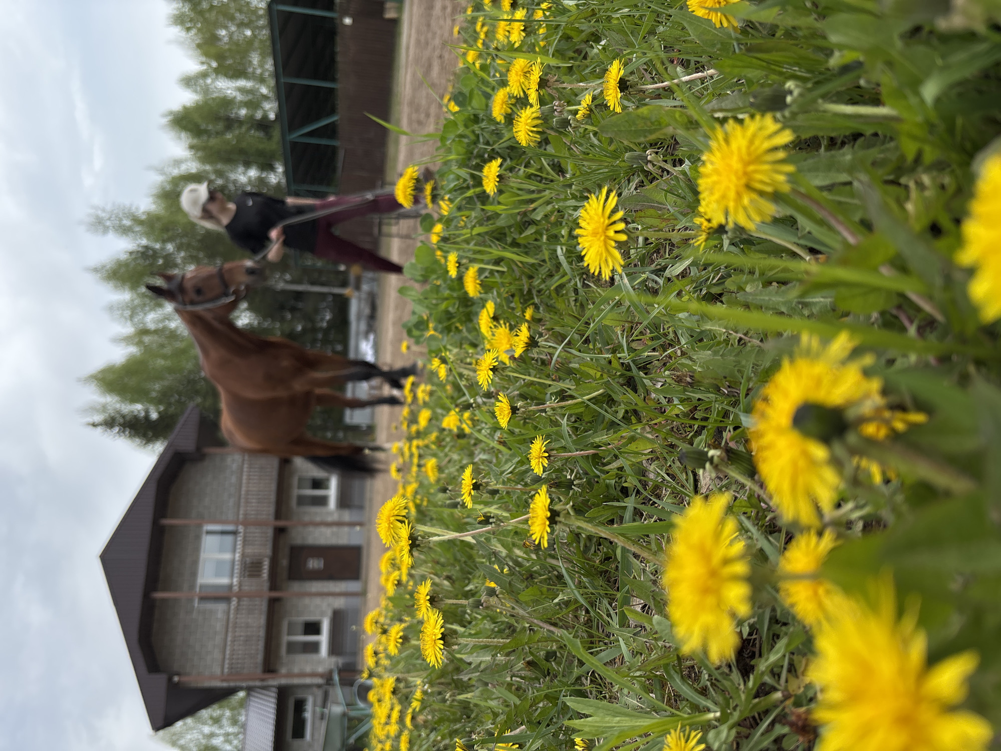 A ground-level perspective captures a horse being led by a person amidst a field of yellow dandelions. The person is wearing a helmet and dark clothing. In the background, there is a two-story house constructed of gray brick, along with other buildings, trees, and an overcast sky. The scene appears to be in Русский Вожой, Russia.