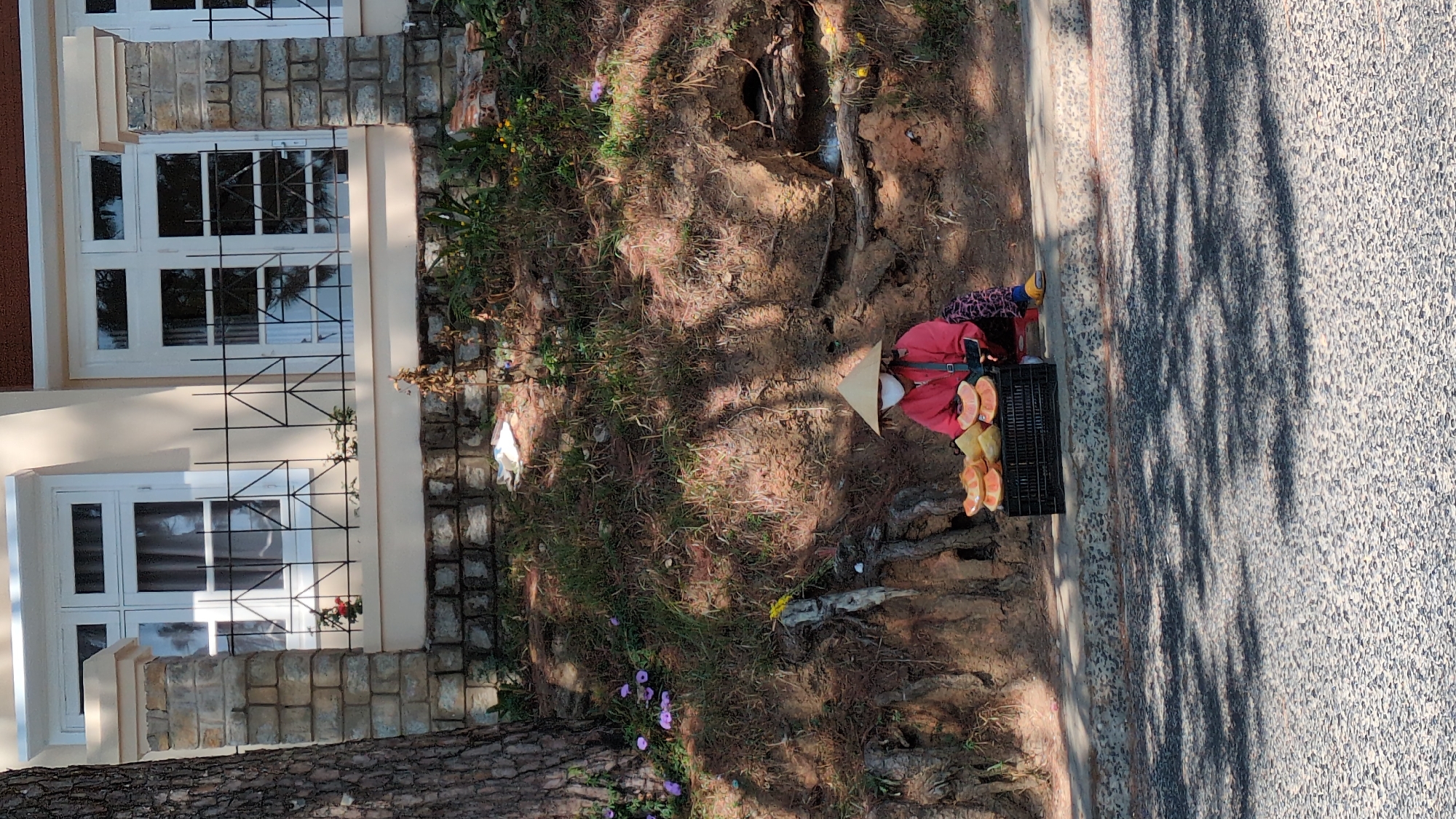 A vendor wearing a traditional Vietnamese conical hat and a red jacket kneels on a grassy embankment beside a sidewalk in Da Lat, Vietnam. The vendor has a black plastic crate filled with sliced pomelos. A building with white-framed windows and stone accents sits to the left of the embankment. The sidewalk is heavily shaded by trees.