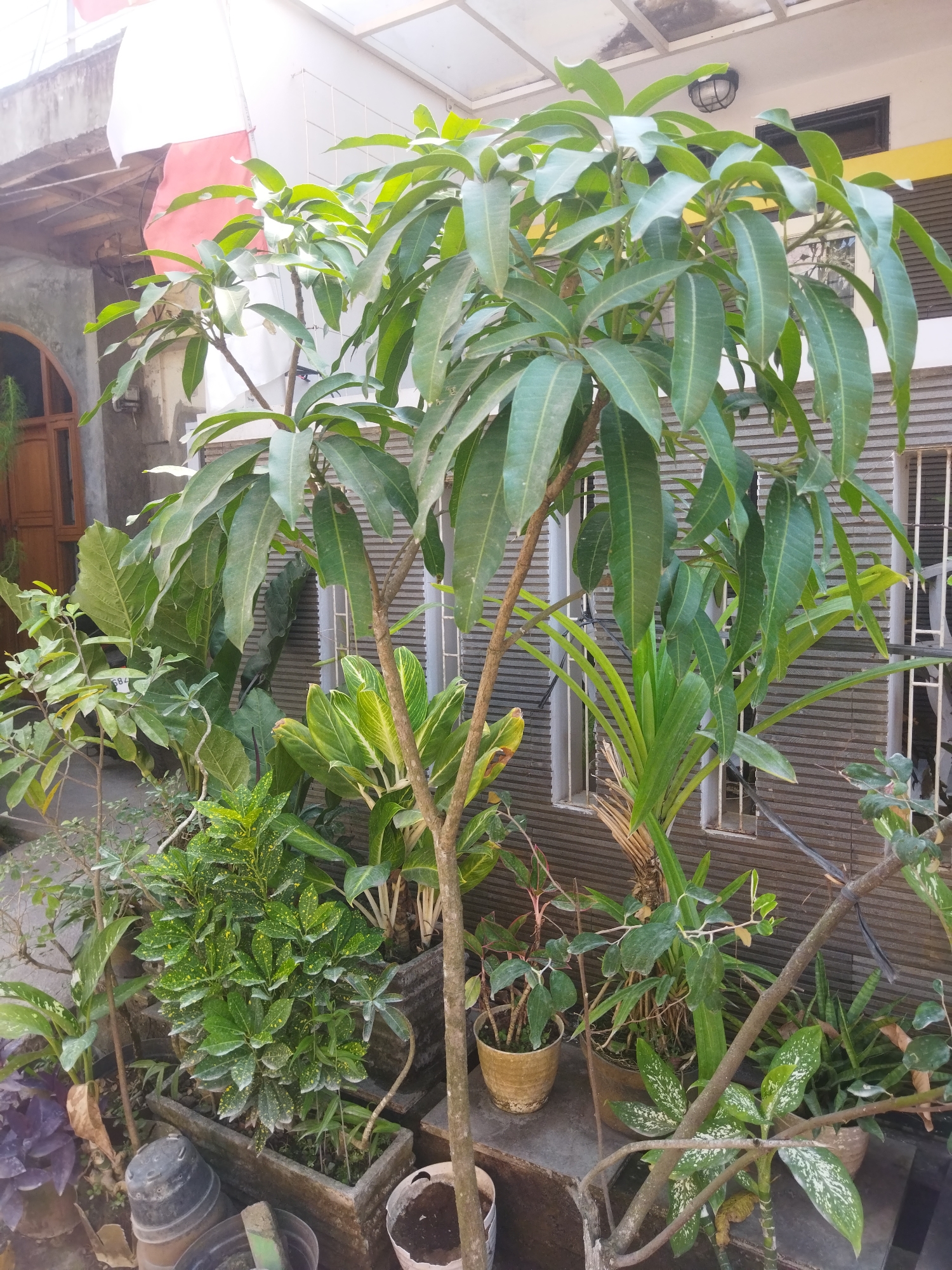 A medium shot captures a collection of potted plants in an outdoor, possibly residential, setting in Banjar, Indonesia. A large mango tree dominates the center of the frame, its long, slender leaves fanning out. To its left, smaller plants with variegated leaves in shades of green and yellow are visible, some in rectangular concrete planters. To the right, a plant with tall, strappy green leaves stands beside the mango tree. The background features a textured wall with horizontal lines, punctuated by windows with white bars, and a partially visible building structure with a white and red flag hanging. The ground is a mix of concrete and some debris. No people or animals are present.
