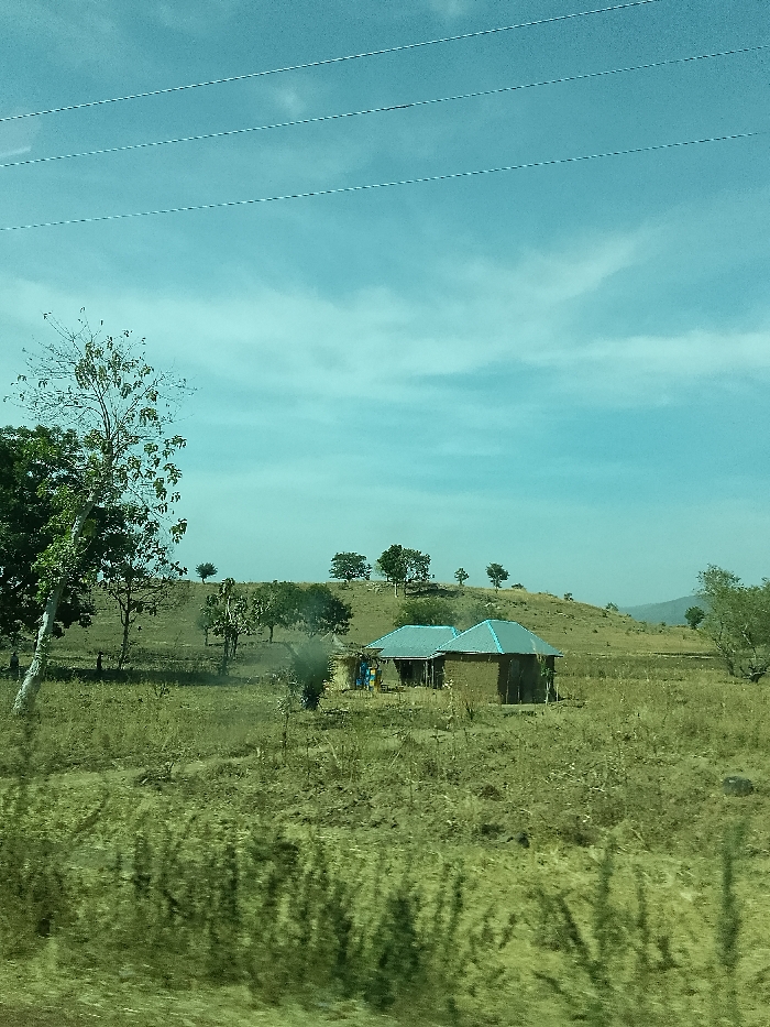 The image depicts a rural or semi-rural landscape in Jibam, Nigeria, under a light blue sky with scattered thin clouds. Three parallel overhead lines traverse the upper portion of the frame. The foreground and midground consist of dry, yellowish-green grass and sparse vegetation, with some blurred green elements in the immediate foreground. To the left, a tall tree with a light-colored trunk and sparse foliage stands alongside darker green trees. In the midground, towards the center-right, two single-story structures with reddish-brown, mud-like walls and light blue corrugated metal roofs are visible. The left-most structure has a dark opening, possibly an entrance. Two indistinct figures, one possibly in blue, are observed near the left structure. A gently rolling hill covered in similar vegetation and scattered trees forms the background, with more distant hills faintly visible on the far right horizon.