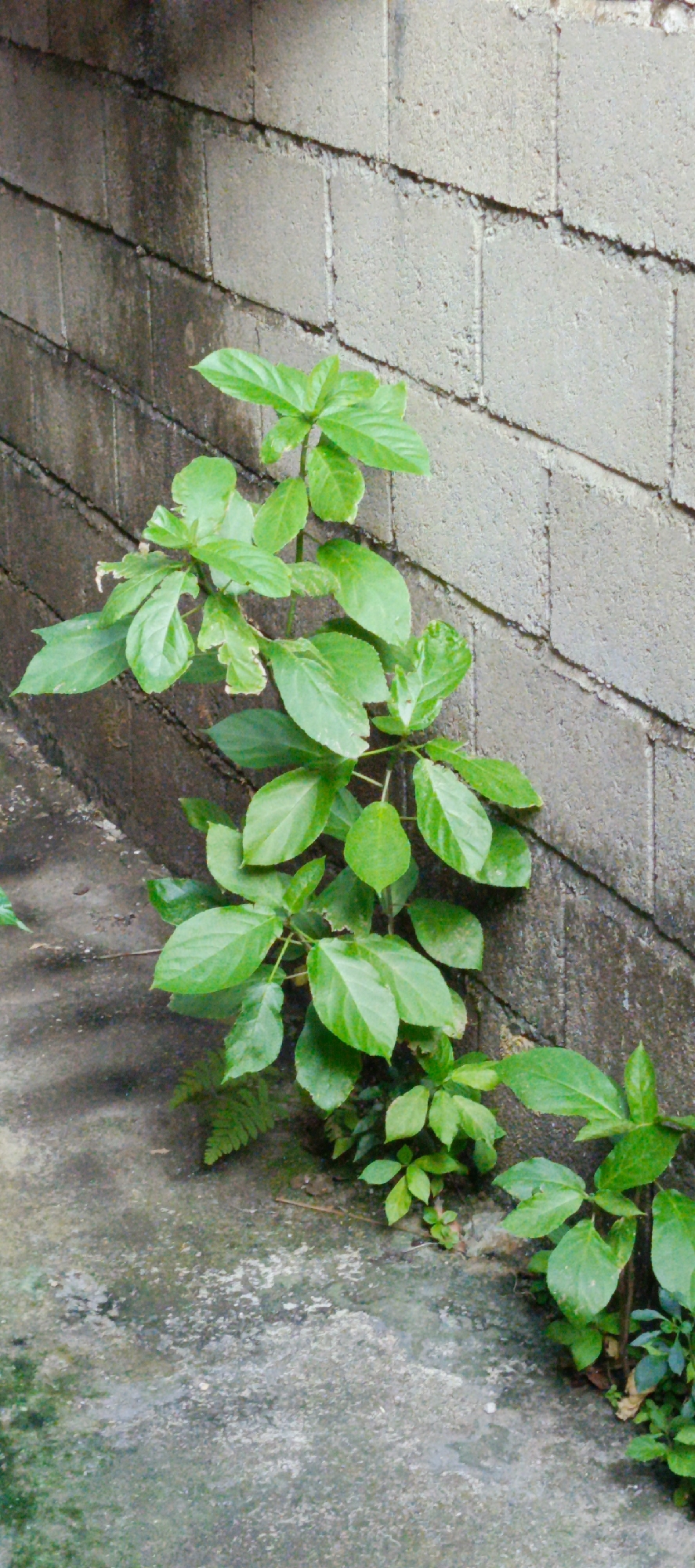 The image depicts a close-up, vertical view of green foliage growing against a textured gray cinder block wall. The wall exhibits horizontal lines where the blocks are joined, and some discoloration and staining are visible. The plants, primarily consisting of broad, ovate leaves, emerge from the ground at the base of the wall and extend upwards along its surface. The ground in the foreground is a rough, concrete-like surface, also showing signs of wear and discoloration. A small fern is visible growing near the base of the wall on the left. The lighting suggests an outdoor environment, possibly an alleyway or a garden wall. There are no people or animals present in the image.