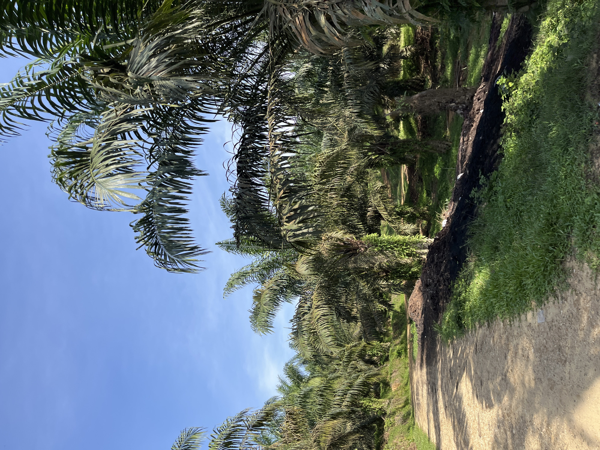 A dirt road curves through a palm oil plantation under a bright blue sky. The road is bordered by lush green grass and a pile of dark compost or soil. Tall palm trees with large fronds dominate the scene, creating a dense canopy. Sunlight casts shadows on the road, indicating a bright, sunny day. The environment appears to be rural, possibly a plantation in Sukajadi, Indonesia. There are no people visible in the image.