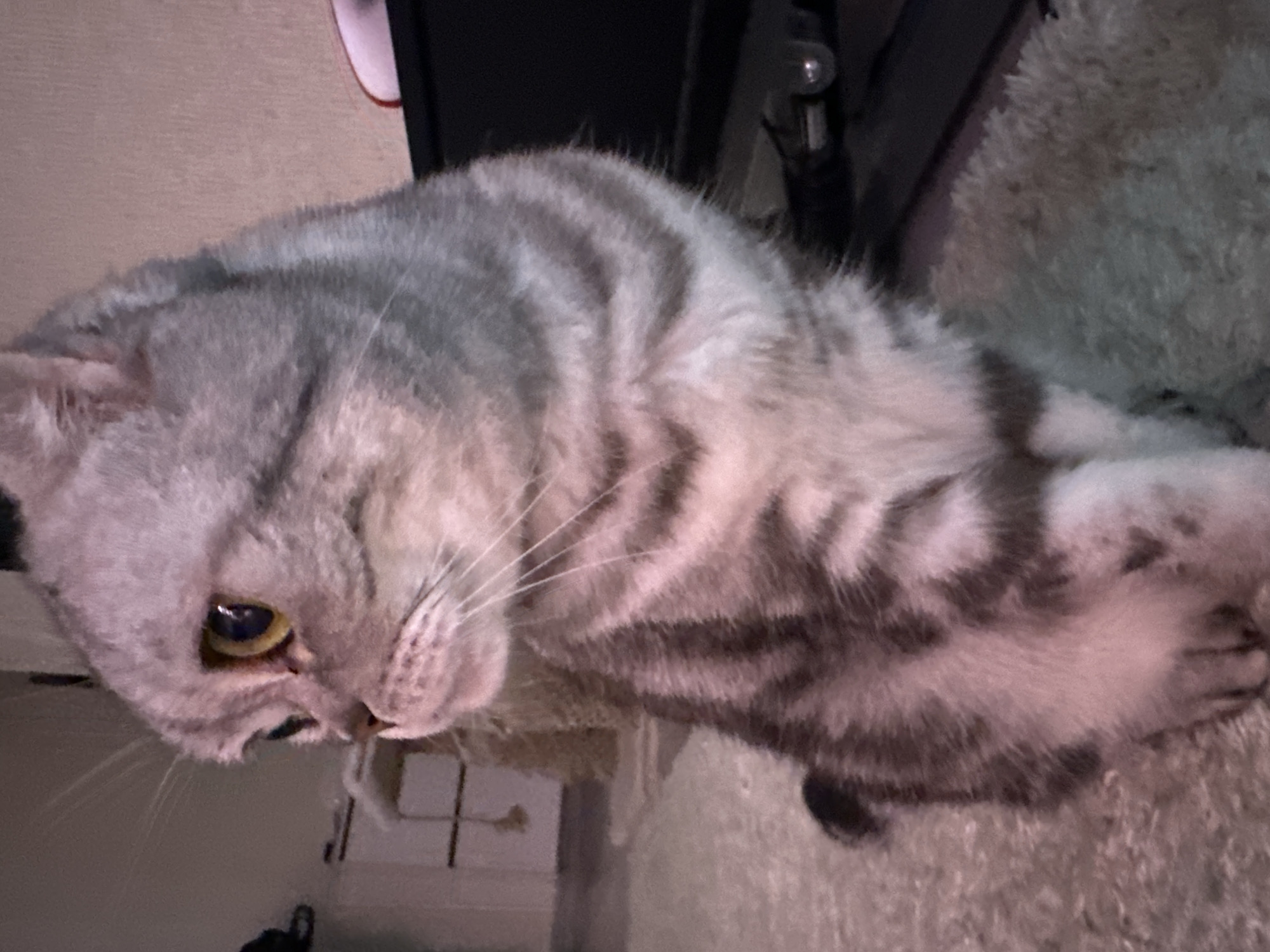 A grey tabby Scottish Fold cat is sitting on a fluffy carpet, looking to the left with its head tilted slightly. The cat has large, amber eyes and distinctive folded ears. In the background, there is a scratching post and a piece of furniture with drawers. To the right, a dark electronic device is visible, with a red object, possibly a shoe, resting on top. The lighting is dim, casting a pinkish hue over the scene. The image appears to have been taken indoors, likely in a residential setting in the city of Vysokaya Gora, Russia.