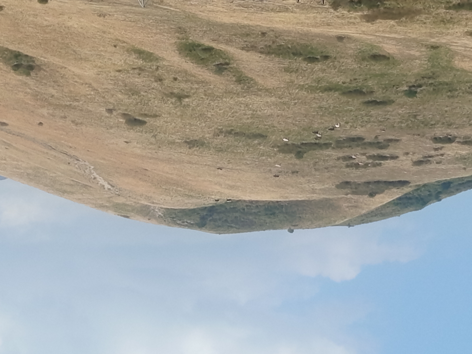 A panoramic view of rolling hills in Jardy-Su, Kyrgyzstan, under a pale blue sky dotted with wispy clouds. The landscape is dominated by dry, golden grass, with patches of green vegetation interspersed throughout. Several dark-colored animals, likely sheep or goats, are scattered across the hillsides, grazing or resting. A faint path winds its way up one of the larger hills. The overall impression is one of a rural, pastoral scene.