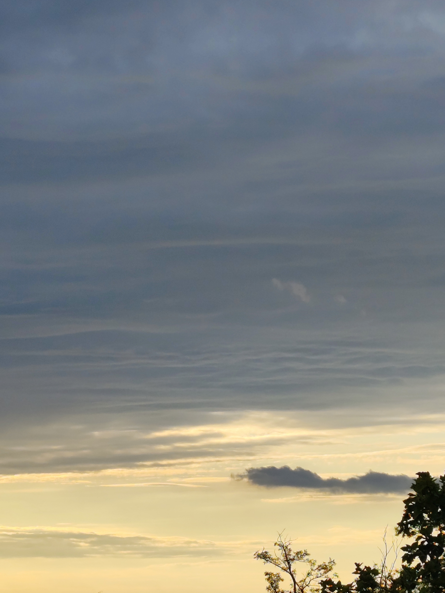 The image depicts a wide-angle shot of a twilight sky above what appears to be a natural or parkland area. The sky is dominated by layered clouds, with darker, heavier clouds in the upper portion transitioning to lighter, warmer tones of yellow and orange near the horizon, suggesting either sunrise or sunset. A single, dark, wispy cloud formation is visible in the lower middle portion of the sky. The bottom of the image shows the tops of trees with some foliage, indicating a ground-level perspective. The scene is serene and natural. The location is specified as Zielona Góra, Poland.
