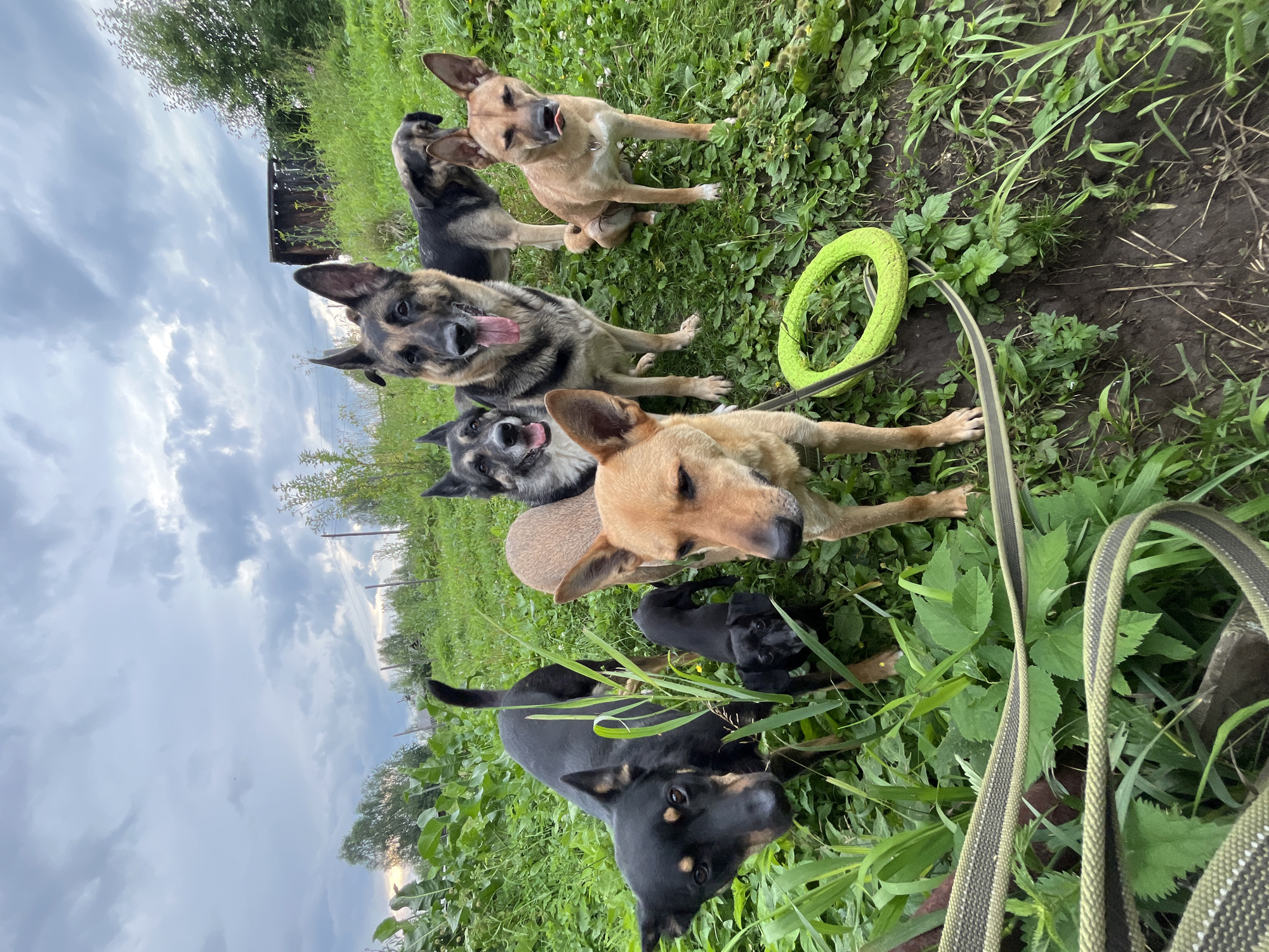 A group of seven dogs, varying in size and breed, are gathered in a grassy, outdoor environment. The dogs are positioned in the foreground and mid-ground, with some looking directly at the camera. A lime-green ring-shaped dog toy lies on the ground near one of the dogs. The background consists of a slightly overgrown grassy slope with trees and a rustic wooden structure visible in the distance. The sky is overcast with dramatic clouds. There are no people or human activity depicted in the image. The location is identified as Nizhny Tagil, Russia.