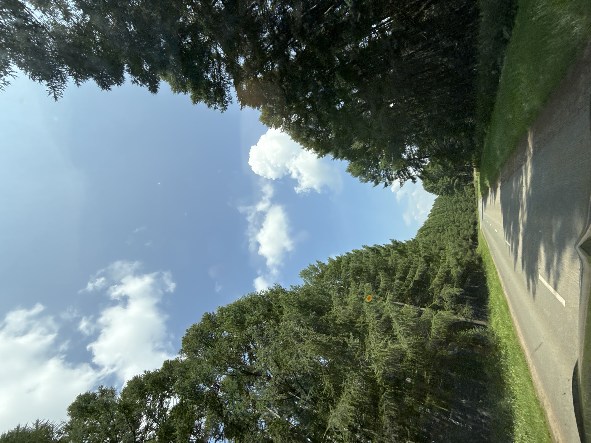The image shows a paved road passing through a dense forest of tall evergreen trees on a bright, sunny day with a blue sky and scattered white clouds. The perspective is from a moving vehicle, looking forward along the road. The trees line both sides of the road, creating a canopy effect overhead. The road has white dashed lines marking the lanes. The ground alongside the road is covered in green grass and some vegetation. The image does not contain any people or specific landmarks that would indicate the location within the city of Подшивалово, Russia.
