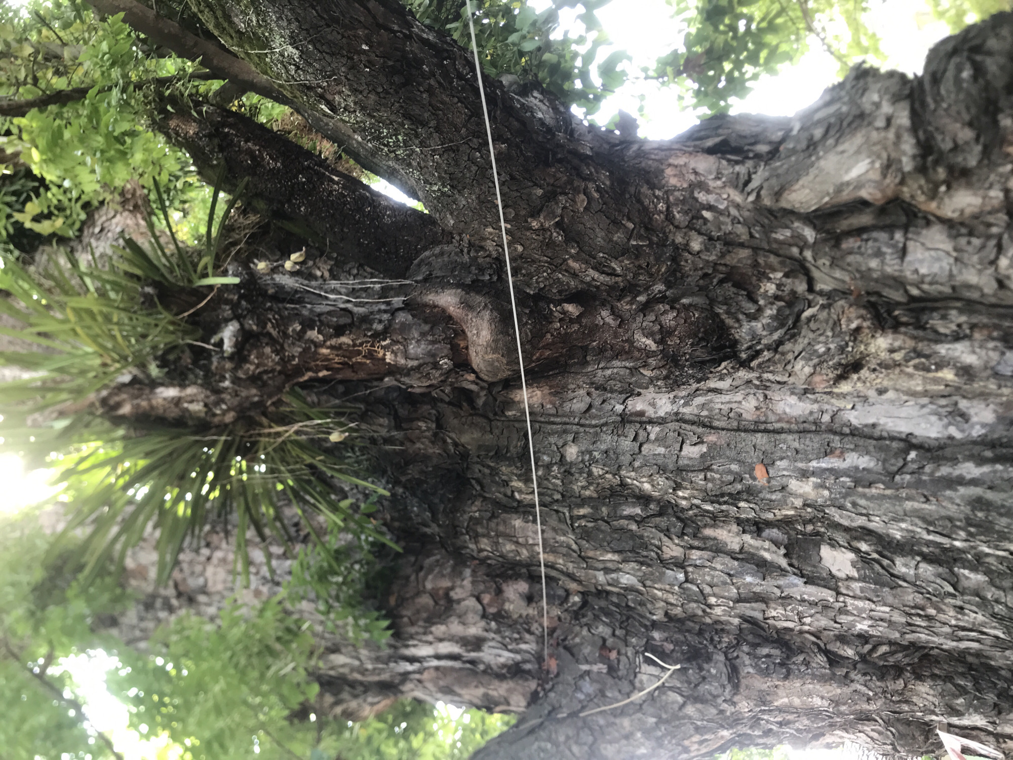 This image depicts the trunk of a large tree in Lhokseumawe, Indonesia. The bark is rough and textured with visible cracks and crevices. Green foliage, possibly epiphytes, is growing on the left side of the trunk. A thin white string is visible, running vertically down the trunk. The view is looking up from beneath the tree, with the sky and surrounding foliage visible in the background. The lighting appears to be daylight, with some areas in shadow.