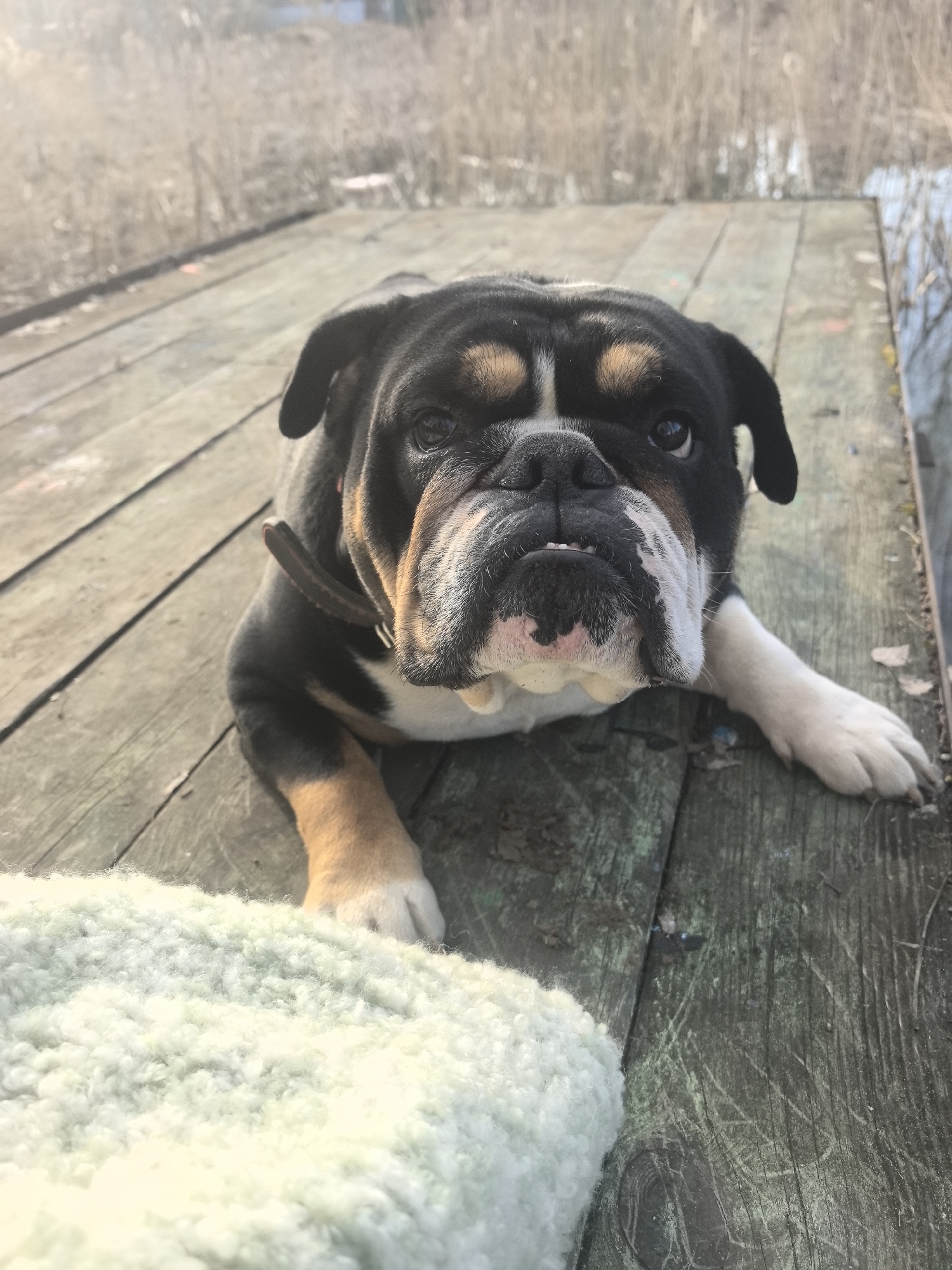 A tri-color English Bulldog is lying down on a wooden boardwalk. The dog has black, tan, and white fur with a slightly wrinkled face and is wearing a brown collar. A fluffy, light-colored object, possibly a blanket or pad, is partially visible in the lower-left corner. The boardwalk appears weathered with green streaks. The background suggests an outdoor setting with vegetation and possibly water. The location in the city of Noviy, Russia, is not discernable from the image.