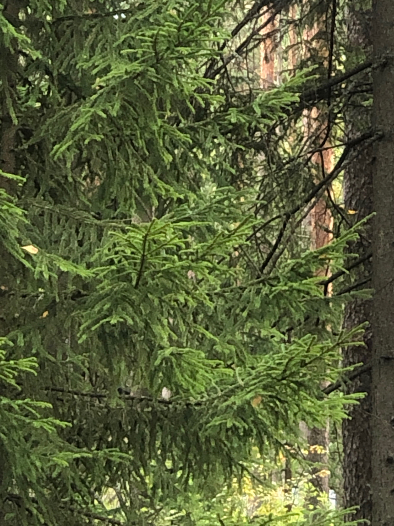 The image is a close-up view of dense coniferous trees, likely in a forest. The foreground is dominated by the dark green needles and branches of a spruce or fir tree. The needles are densely packed, creating a textured, layered effect. Sunlight filters through the branches, casting shadows and highlighting some of the needles.
In the background, the trunks of other trees are visible, appearing as vertical lines of bark in shades of brown and grey. Some branches from these background trees cross the frame, adding to the overall complexity of the scene. The lighting suggests it is daytime, possibly overcast or late afternoon, as the light is diffused rather than direct. There are no visible people, animals, or man-made objects in the image. The scene depicts a natural, undisturbed forest environment. The location in the city of Arfa, Russia, is not visually identifiable from the image itself.