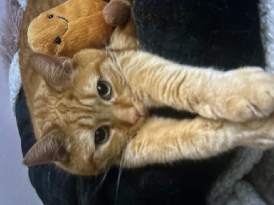 A ginger tabby cat lies upside down, paws extended, looking directly at the camera. The cat's fur is a mix of orange and cream, with dark stripes. It has green eyes and long white whiskers. A soft toy, possibly a bear, rests near its head. The cat is positioned on a dark and light-colored patterned blanket or cushion.