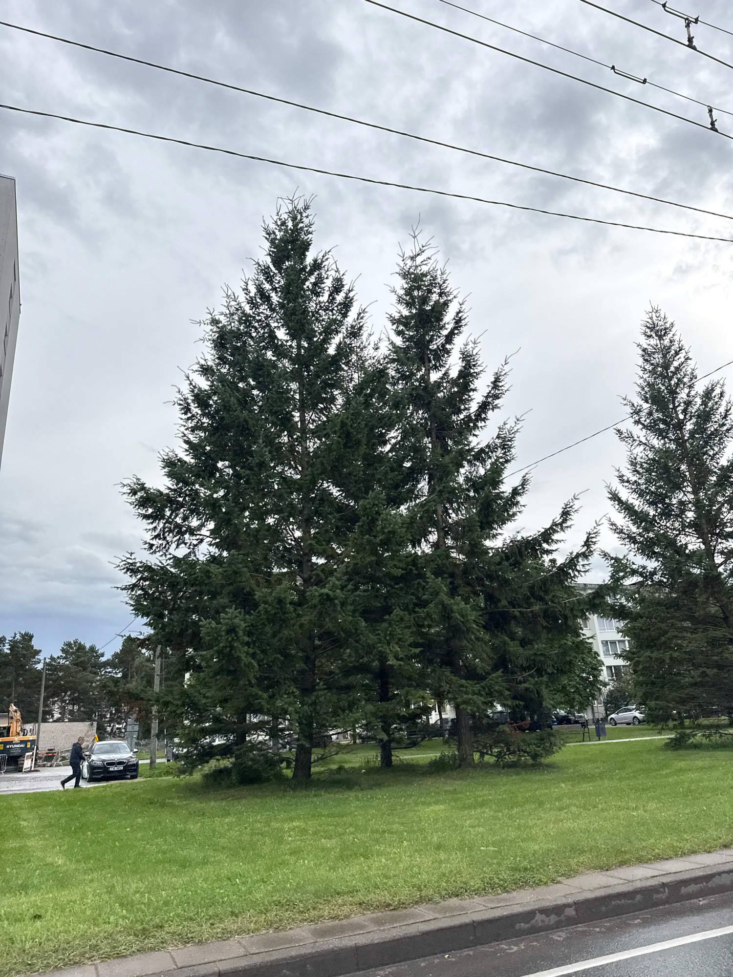 The image depicts a street scene in Tallinn, Estonia, under an overcast sky. A row of mature evergreen trees dominates the foreground and midground, with their dark green foliage creating a dense canopy. To the left, a modern white building with multiple windows is partially visible. Across the street, a paved road with a wet surface suggests recent rain. A dark-colored BMW sedan is parked on the right side of the road, and a person in a dark jacket and pants is walking away from it. Further down the street, another evergreen tree stands near a multi-story white building. A construction vehicle with a "HYUNDAI" logo is visible on the far left, with a person working on it. The overall impression is of an urban environment with significant tree cover.