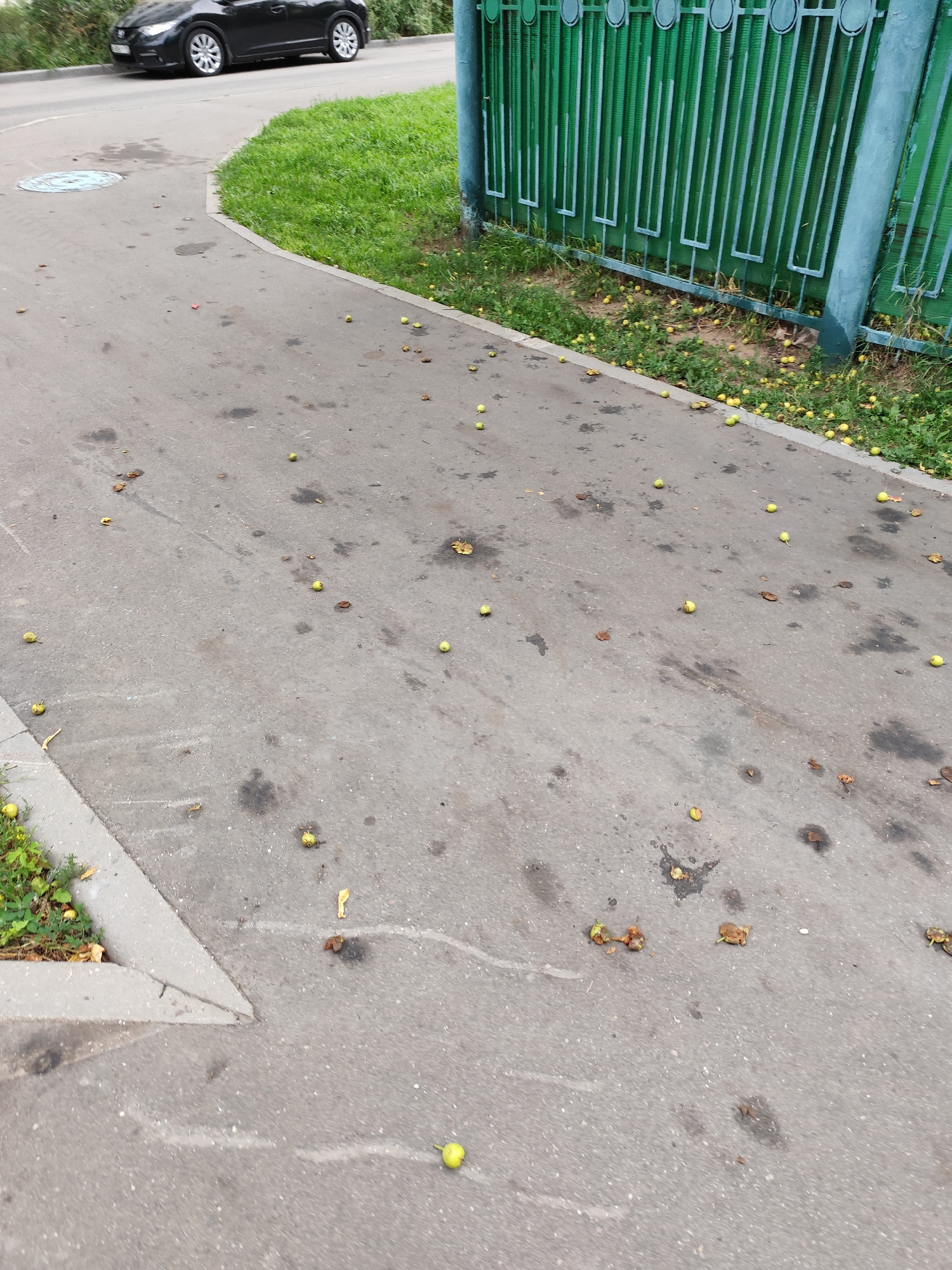The image shows a paved walkway next to a grassy area with a green metal fence in the background. There are many small, fallen green fruits scattered across the walkway and grass. A black car is parked on a road in the upper left corner of the image. The scene appears to be outdoors in a public area, possibly a park or a residential street. The presence of fallen fruit suggests it might be autumn. The overall impression is one of a slightly unkempt outdoor environment.
