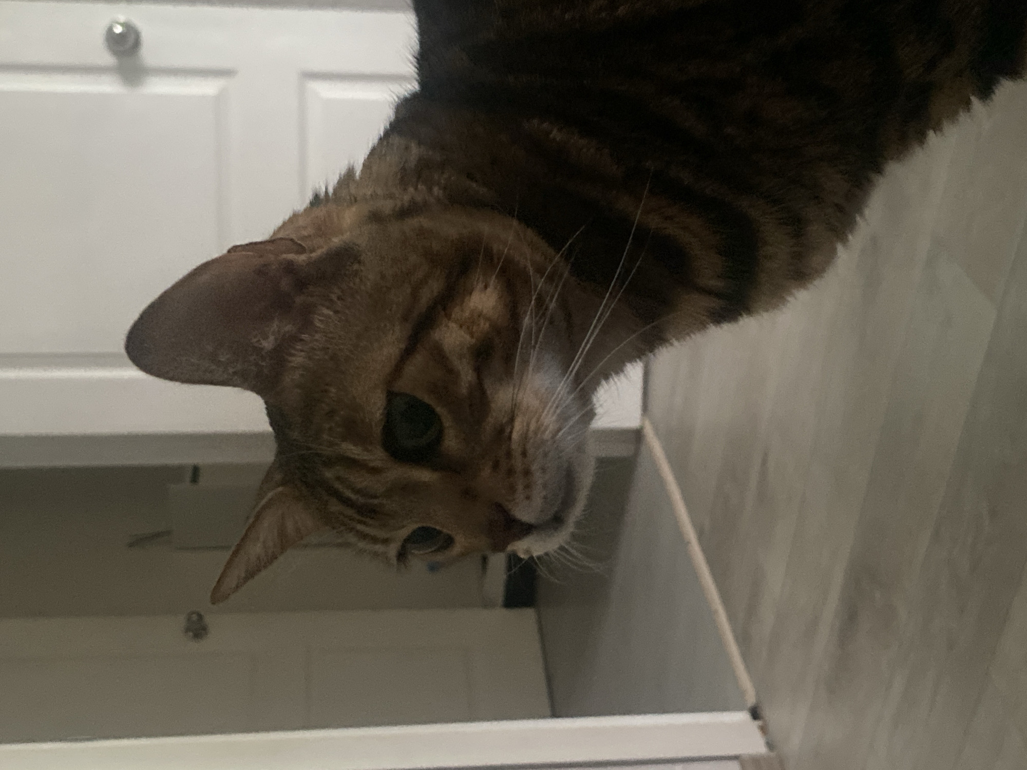 A close-up, tilted shot focuses on a tabby cat's head and upper body. The cat's face, slightly angled, displays one visible green eye and a portion of its nose and whiskers. The tabby's fur is a mix of brown and darker stripes. In the background, partially blurred, is a white cabinet door with a silver knob and a gray wooden floor. There is no discernible information to indicate this image was taken in the city of Chaikovsky, Russia.