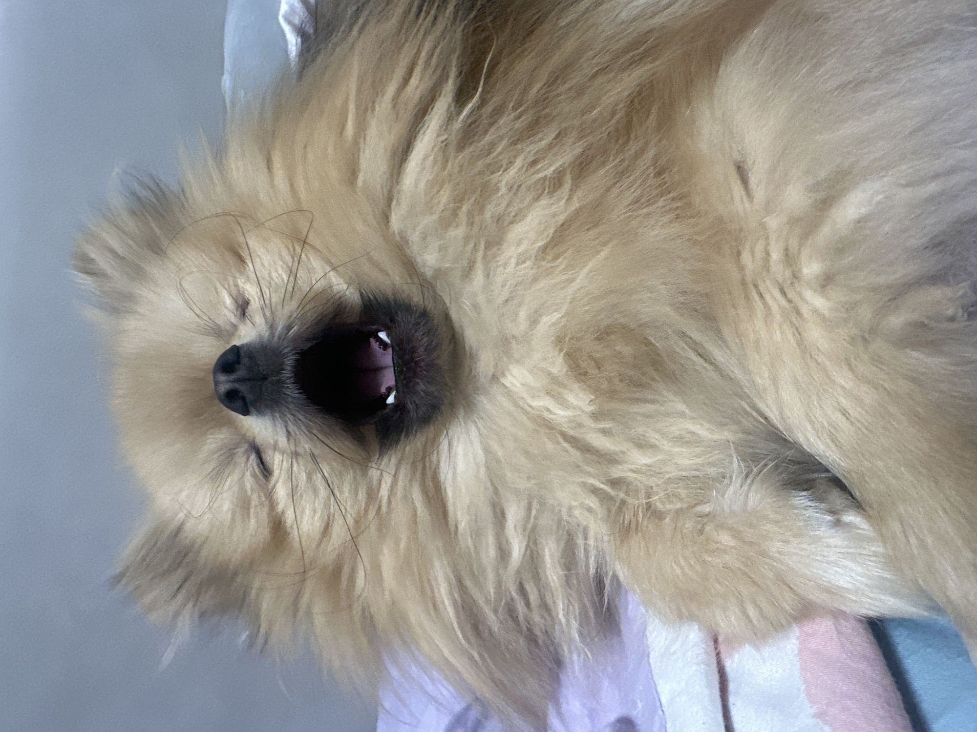 A vertical close-up photograph depicts a small, light brown to tan-furred canine, consistent with a Pomeranian breed, in an indoor setting. The animal is captured mid-yawn, with its mouth wide open and both eyes closed. A dark, moist nose is centrally positioned at the top of the open muzzle, from which numerous fine whiskers protrude laterally. The interior of the mouth reveals pink gums, white anterior teeth including incisors and canines, and a partially visible tongue further back. The dog's body is largely obscured by its voluminous fur, but a portion of a curled foreleg is visible in the lower right. The animal is resting on soft textiles, characterized by a pale lavender or light purple layer and a striped blanket featuring pink and white sections. The background above the dog consists of a uniform light grey-blue surface. No visual cues within the image allow for the determination of a specific location within the city of Votkinsk, Russia.