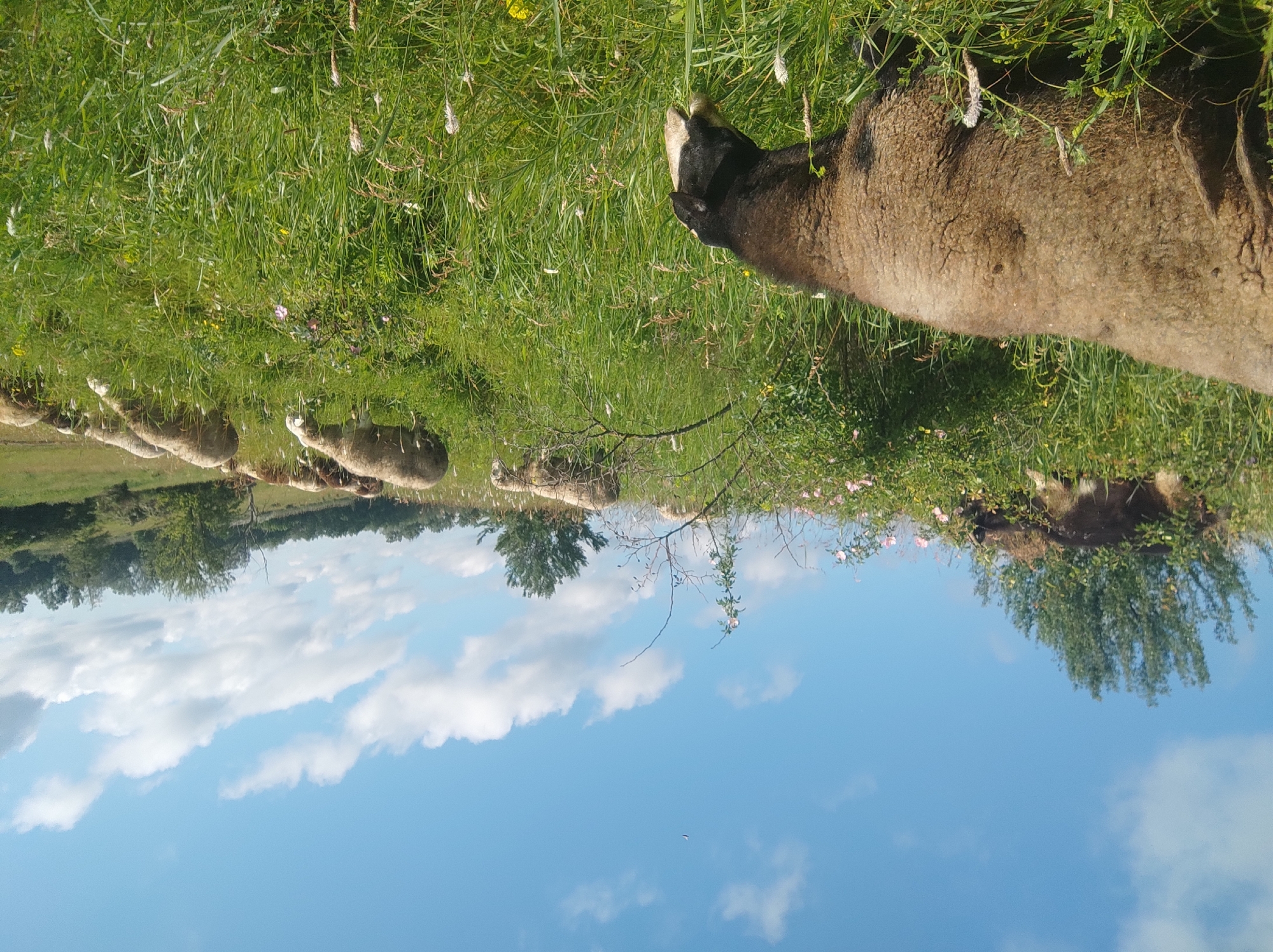 A flock of sheep grazes in a sunlit meadow under a bright blue sky dotted with white clouds. In the foreground, a close-up of a sheep's woolly back and head, with black markings around its face, is visible as it eats grass. Further back, more sheep are scattered across the hillside, some grazing and others standing. The landscape is characterized by lush green grass, wildflowers, and scattered trees. The scene appears to be in a rural or natural setting, possibly on a hillside. There are no visible signs of human presence or urban features.