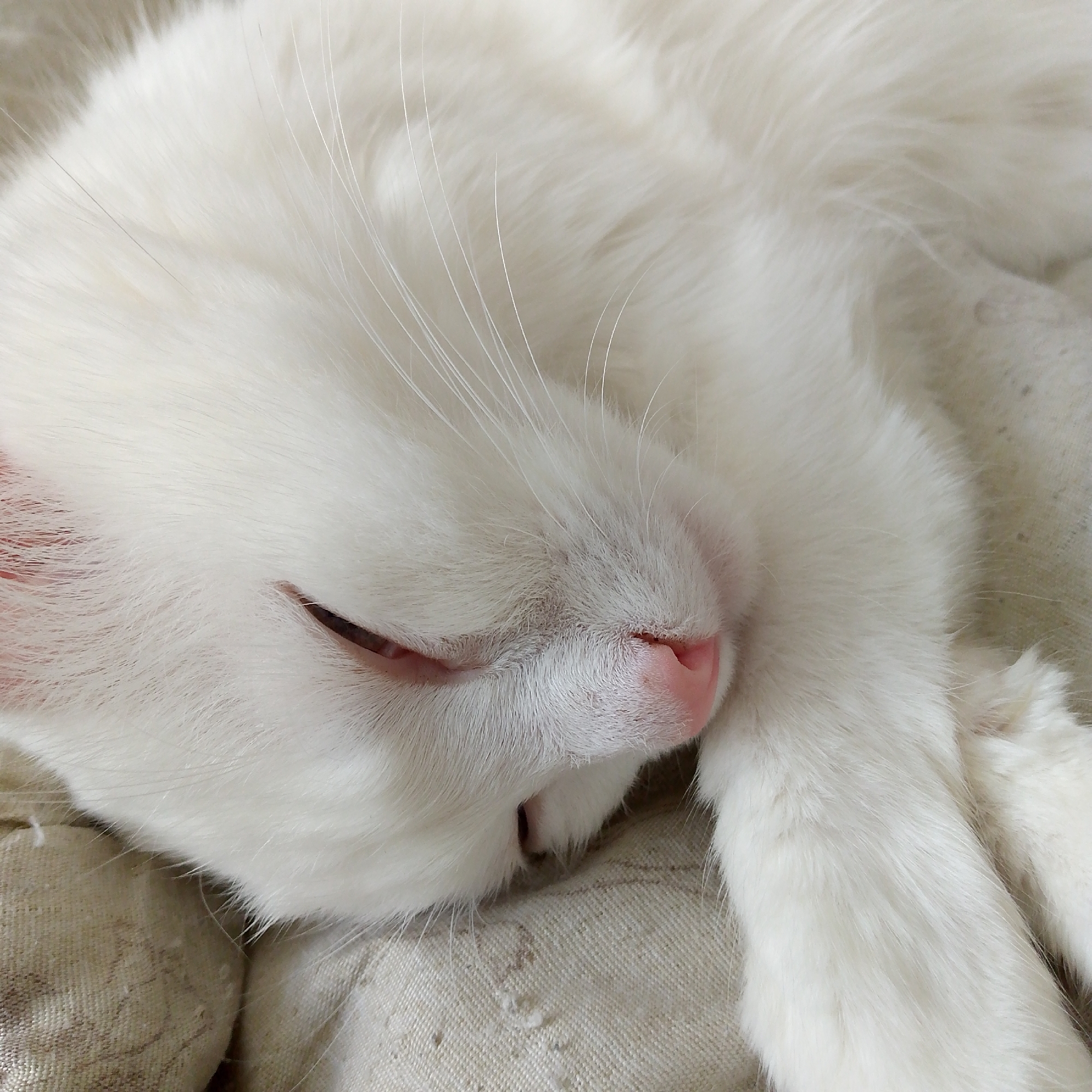 A close-up, detailed photograph captures a white cat sleeping on a textured, light-colored fabric. The cat's face is partially visible, with its eyes closed and its nose a soft pink. Delicate white whiskers fan out from its snout. The fur appears soft and fluffy. The fabric beneath the cat shows a woven texture and some subtle shading, suggesting it might be a blanket or cushion. The lighting is soft and diffused, illuminating the scene evenly without harsh shadows. The image provides no indication of the city of Nikologory, Russia, or any urban environment.