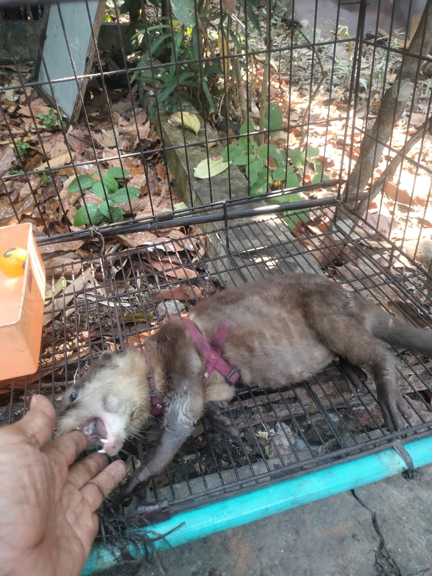 An otter is lying on its back in a metal cage in Pujut, Indonesia. The otter appears to be a juvenile, with brown fur and a pink harness around its neck. It has its mouth open and its teeth are visible, as if it is biting at a hand that is reaching into the cage. The hand is blurry and appears to be a human hand. The cage is made of metal bars and is placed on the ground. The ground is covered with leaves and dirt. There is a plastic container with a yellow ball inside on the left side of the cage. The background is out of focus but appears to be a natural environment with trees and foliage. The lighting suggests it is daytime.
