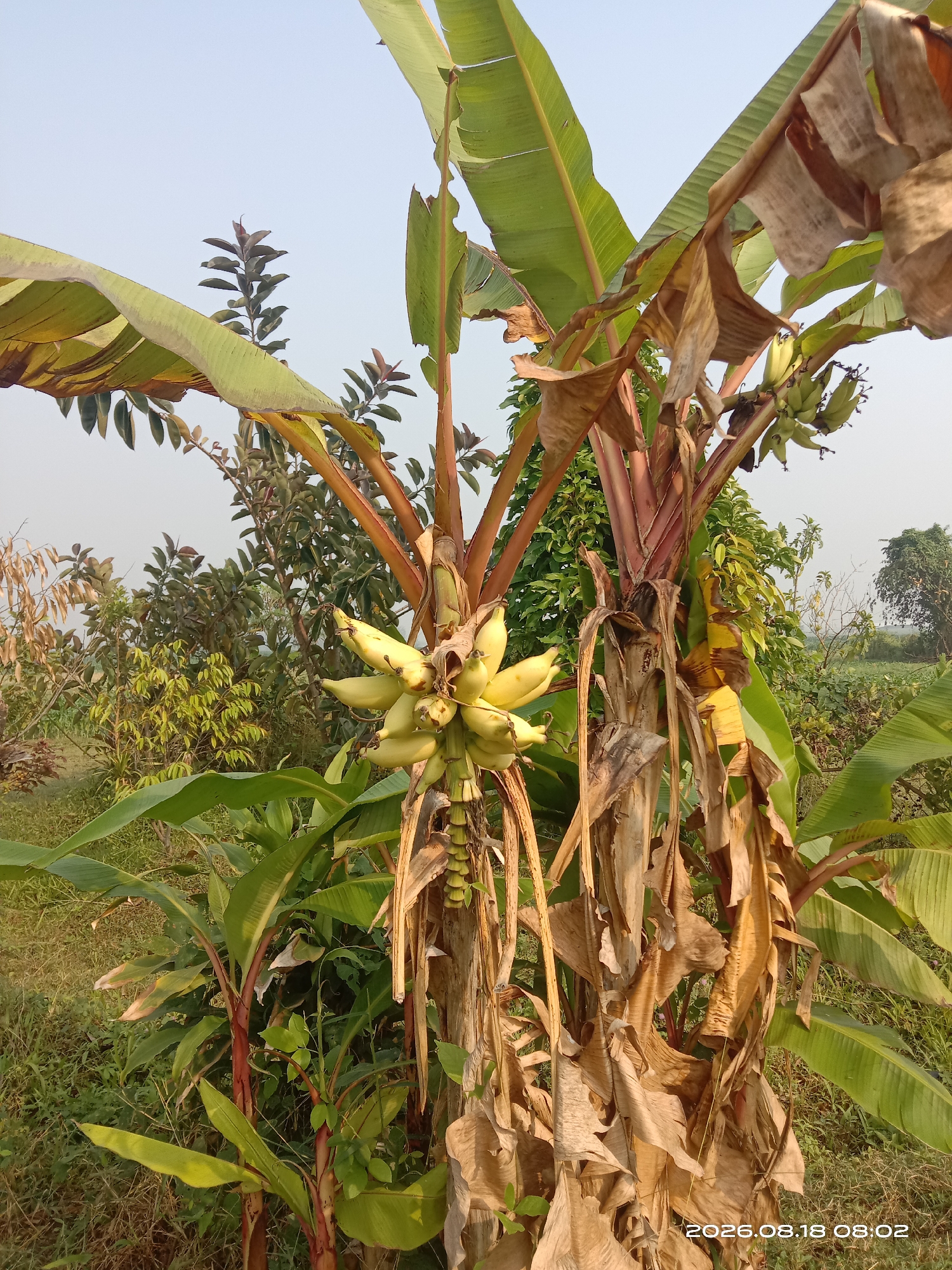 A bunch of ripening bananas hangs from a banana plant in a tropical outdoor setting. The bananas are a light yellow color, indicating they are close to being ripe. The banana plant has large, green leaves and a reddish-brown stem. In the background, other vegetation and trees are visible, suggesting a rural or garden environment. The sky is clear and pale blue. The image has a timestamp in the bottom right corner reading "2026.08.18 08:02". The location is identified as Banyuarang, Indonesia.