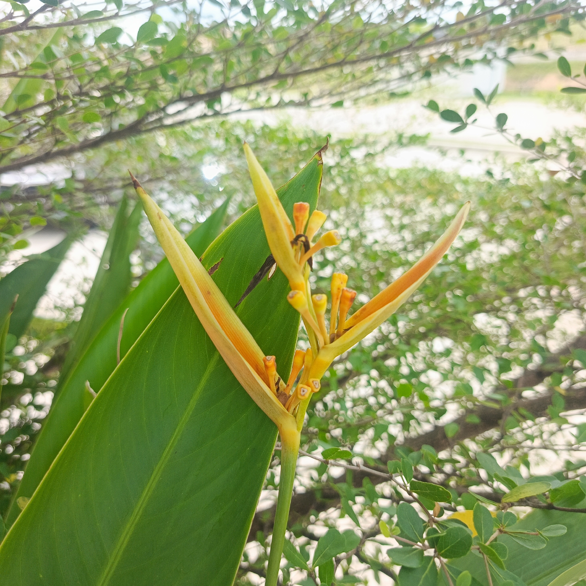 In Keureuweungkrueng, Indonesia, a close-up shot captures a vibrant yellow and orange Heliconia flower in bloom. The flower's striking colors stand out against the lush green of its large, broad leaves. The background is a soft blur of green foliage and branches, with hints of white, suggesting a bright, overcast day. The shallow depth of field focuses all attention on the intricate details of the Heliconia, highlighting its delicate petals and stamen. The scene is peaceful and natural, embodying the tropical beauty of the region.