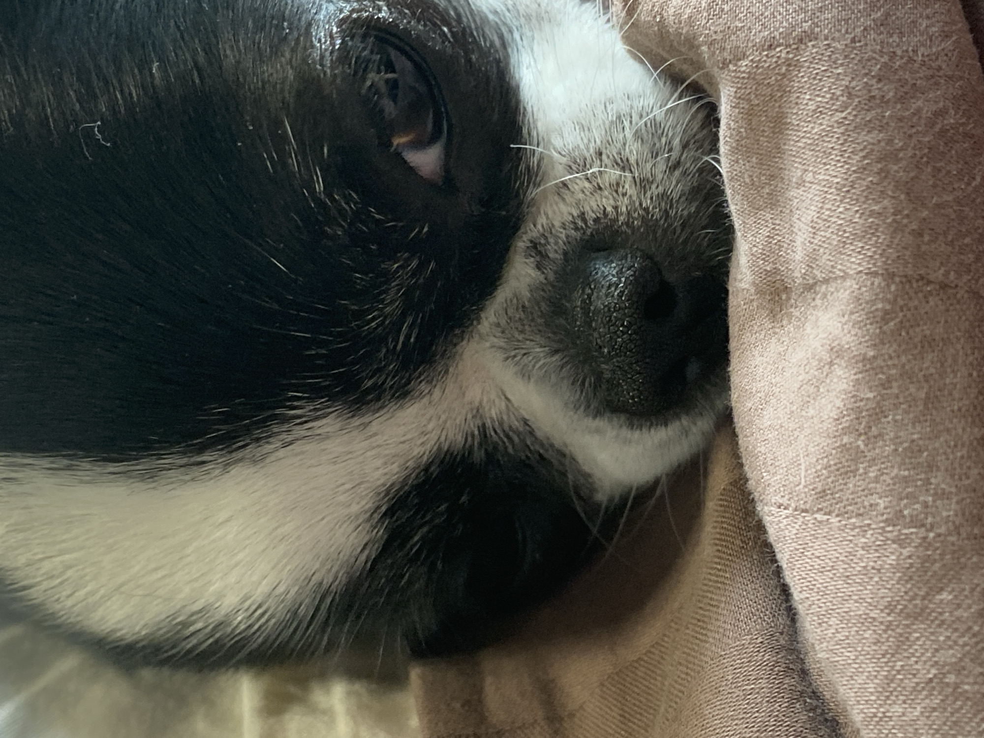 A close-up, indoor, eye-level, vertical, medium shot focuses on the face of a small dog, possibly a Chihuahua mix, lying on a textured, light brown fabric. The dog has black and white fur, with a prominent white blaze running down its forehead and nose. Its left eye is partially visible and appears dark, with a glint of light reflecting in it. The dog's nose is black, moist, and textured. The fur on its snout is shorter and appears greyer than the fur on its head. The background consists of the same brown fabric, with subtle folds and textures that suggest it is a blanket or clothing. The lighting is soft and diffused, creating gentle shadows. The dog appears to be resting or sleeping. There are no people or other animals visible in the image.