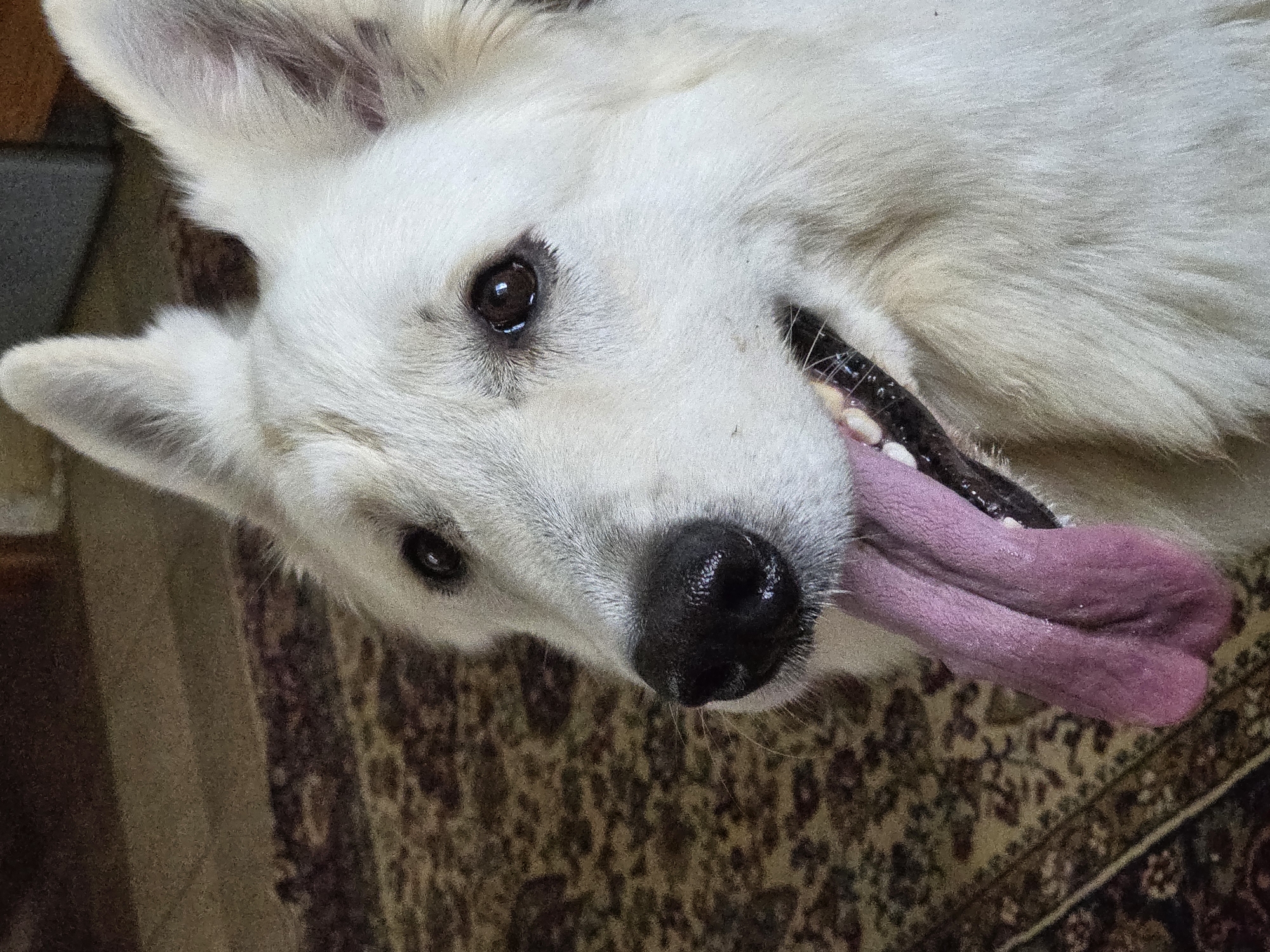 The image is a close-up, eye-level shot of a white German Shepherd dog. The dog is panting with its pink tongue hanging out. Its eyes are dark brown and its nose is black. The dog is positioned on a patterned rug, which appears to be in an indoor setting. The background is slightly blurred, but suggests a domestic environment. There is no visible information about the location being in the city of Речицы, Russia.
