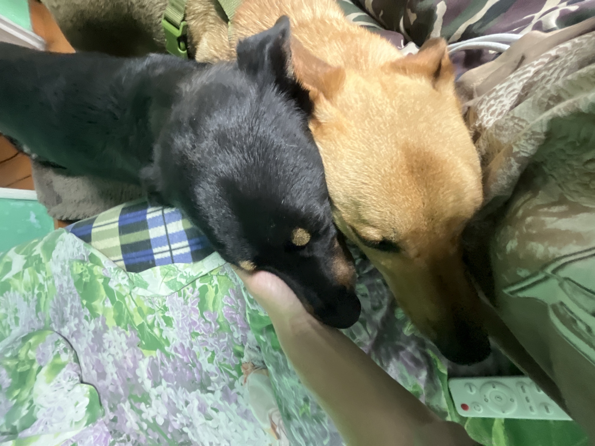 The image shows two dogs lying on a bed. One dog is black and the other is tan. A person's hand is visible on the black dog's head. The background shows a floral patterned bedspread and a plaid blanket. A white remote control is on the bed near the tan dog. The scene appears to be indoors, likely in a bedroom. There is no specific information in the image to indicate the location in Nizhny Tagil, Russia.