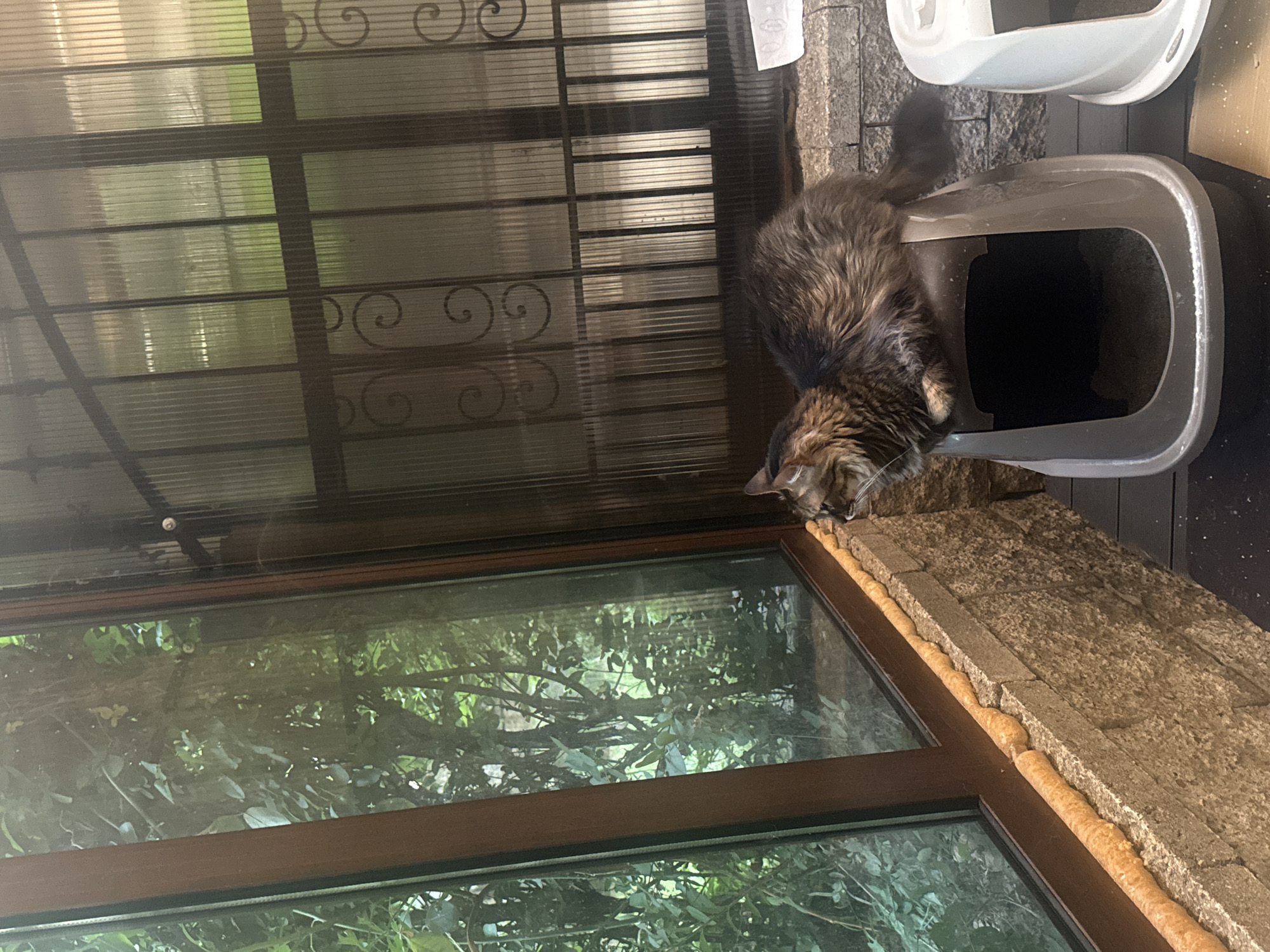 A long-haired, brown tabby cat is perched on the edge of a grey litter box, looking out a large window. The window overlooks a lush, green outdoor area with trees and foliage. The window frame is made of dark brown wood, and the sill below is constructed of rough, beige-colored stone blocks, with an orange sealant applied along the top edge of the stonework. To the right of the grey litter box is a white litter box, partially visible. The background behind the cat and litter boxes appears to be a screened-in enclosure with corrugated plastic panels and decorative metal scrollwork. The scene suggests an outdoor enclosure, potentially a sunroom or catio, attached to a building. There is no indication of the location being in Sofia, Bulgaria.