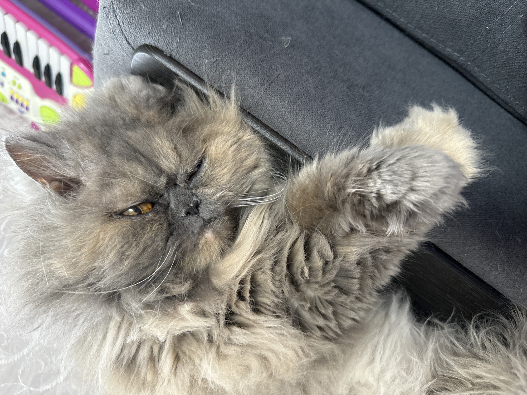 The image displays a long-haired domestic cat, likely a Persian or similar breed, characterized by its dense blue-grey and cream-colored fur and prominent white whiskers. The cat is lying on its left side, with its head resting on a dark grey upholstered surface, which appears to be an armrest or cushion of a sofa or chair. One amber-colored eye is partially open and visible, while the other is mostly closed, indicating a state of rest or sleep. A dark, thin object, possibly a smartphone in a case, is partially visible beneath the cat's head, pressed against the upholstery. In the out-of-focus background to the upper right, a child's electronic keyboard featuring a pink body with white and black keys, along with bright green and yellow accents, is present. The background to the left is a blurred white textured surface, possibly a curtain or patterned wall. The specific location, including any within the city of Chaikovsky, Russia, cannot be determined from the visual content of this image.