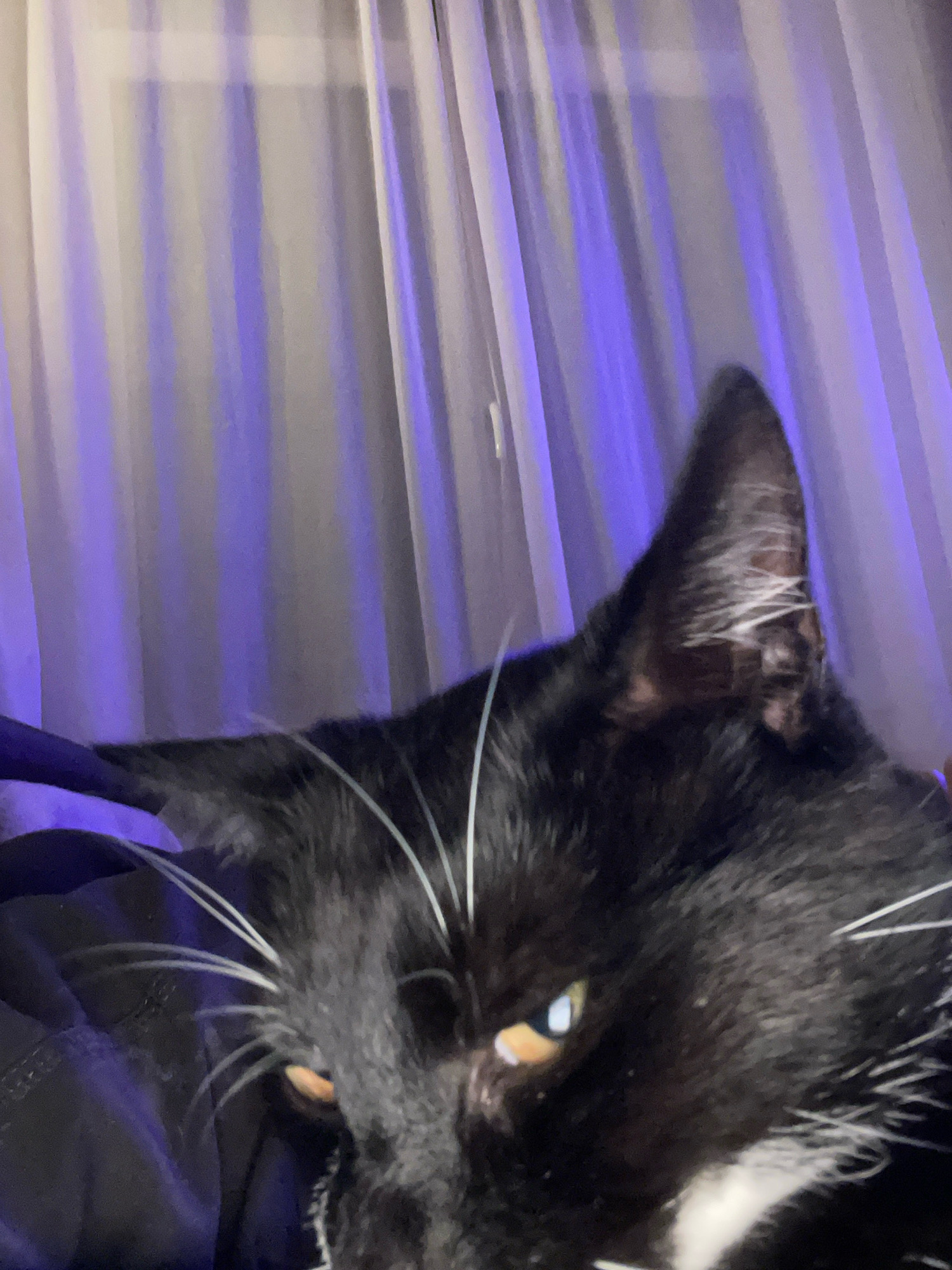 A black cat with white whiskers and a patch of white fur on its chest is partially visible in the foreground, looking towards the camera. The cat's eyes are open and appear to be yellow. The background consists of sheer curtains illuminated with purple light, suggesting an indoor setting. The image does not contain any information that would indicate its location in Saint-Quentin, France.