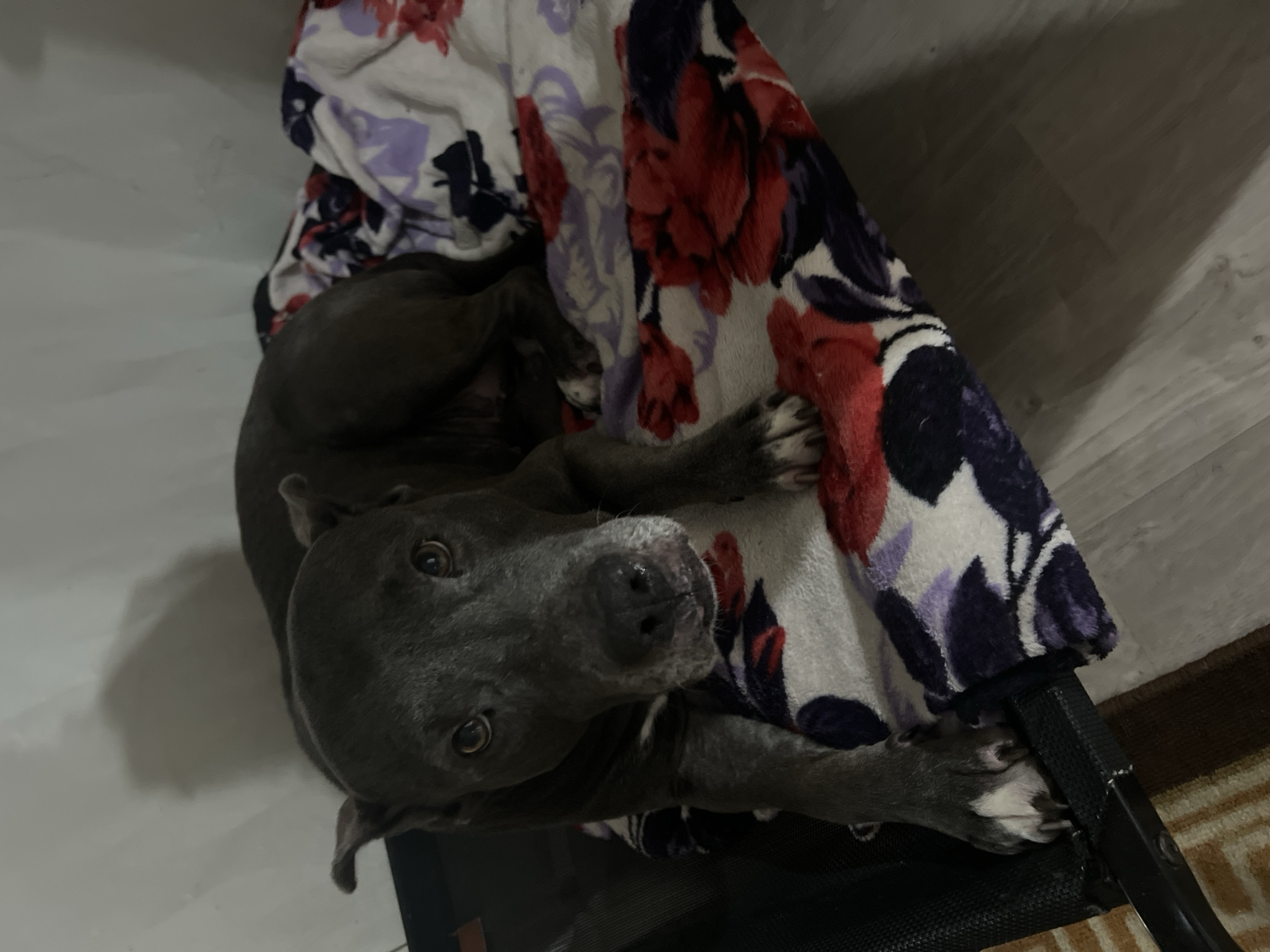 A gray pit bull is lying on a bed with a floral blanket. The dog is facing the camera and has its paws resting on the blanket. The background is a white wall. The scene is indoors. The image does not contain any information that would allow it to be placed in the city of Chigiri, Russia.