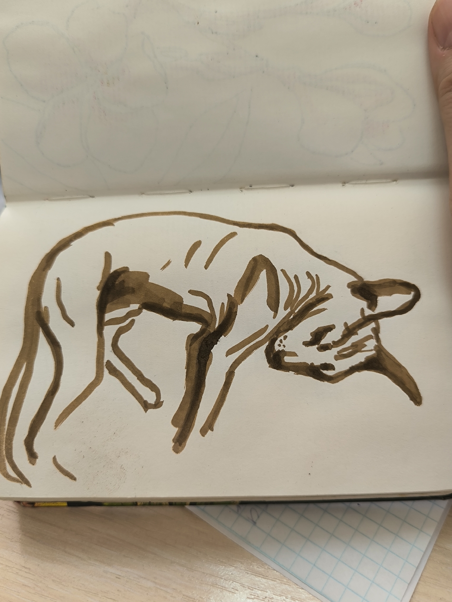 This image depicts a sketch of a dog in a sketchbook. The sketch is done with brown ink, showing the dog in a side profile with its head lowered, as if sniffing the ground. The dog's body is elongated, with visible ribs suggested by thin lines. The background of the sketchbook page shows faint outlines of flowers, also sketched in a lighter color. The sketchbook is open, revealing two pages. The bottom of the image shows a wooden surface, likely a table, and a grid pattern paper peeking from underneath the sketchbook. There are no people visible in the image, and no specific location in Novosibirsk, Russia, can be identified from the provided image.