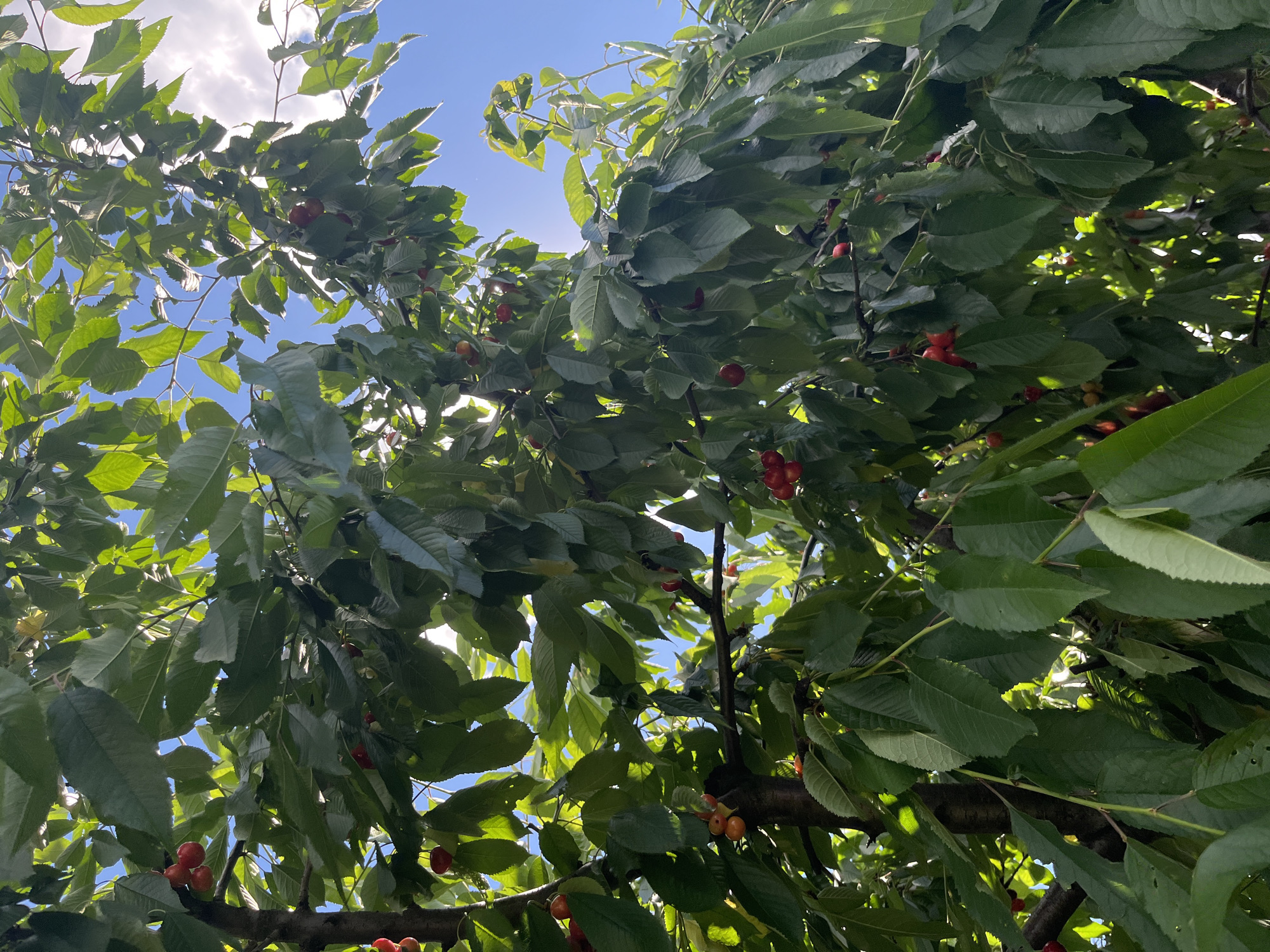 This is a low-angle, vertical shot of a cherry tree laden with ripe, red cherries against a bright blue sky with some white clouds. The branches are heavy with dark green leaves, interspersed with clusters of cherries. Sunlight filters through the foliage, creating dappled light and some lens flare. The image appears to be taken outdoors in a natural setting, possibly a garden or orchard. No people are visible in the frame. The specific location of Vvedenka, Ukraine, is not discernible from the visual information alone.